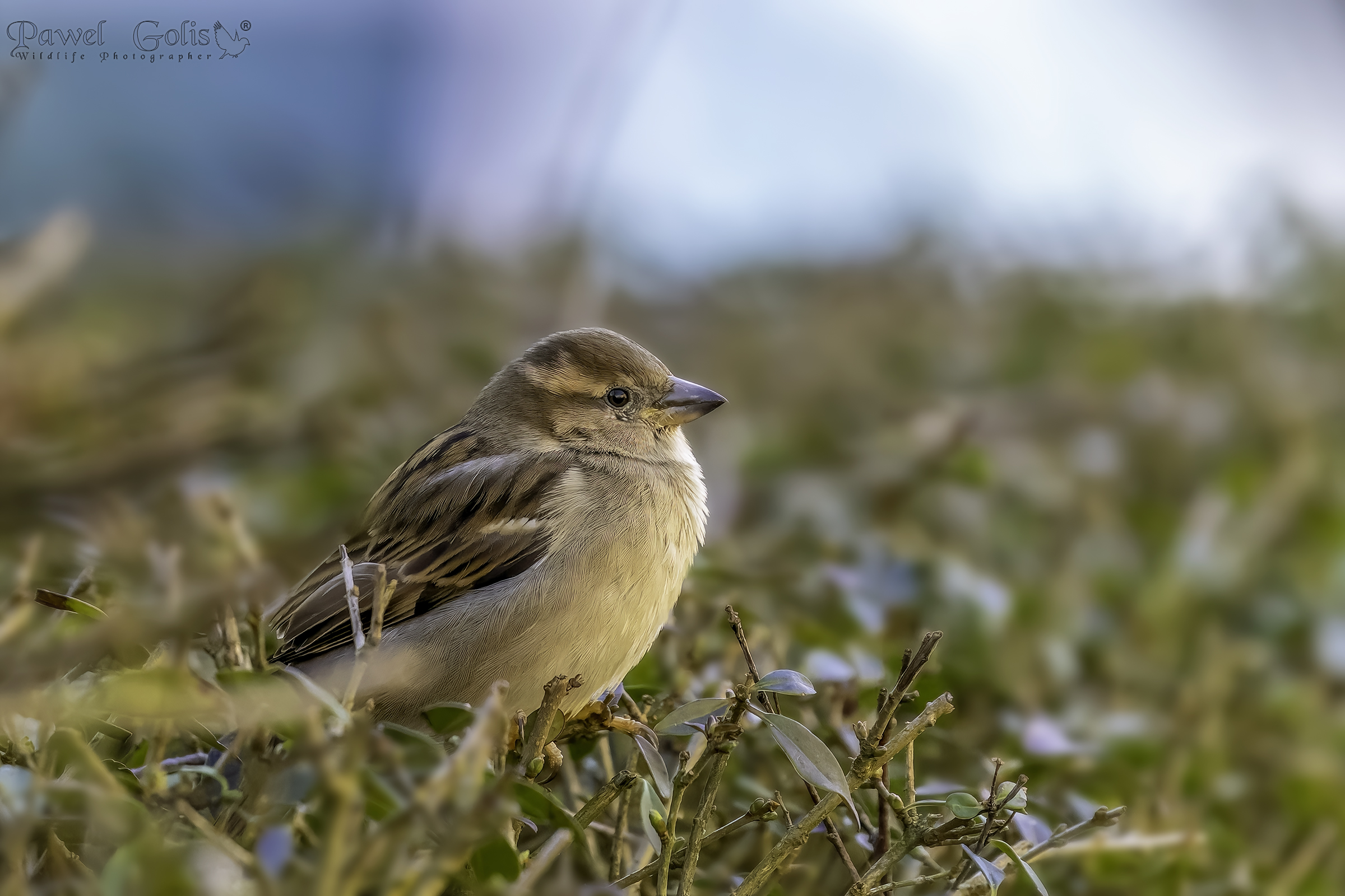 Passero domestico (Passer domesticus)