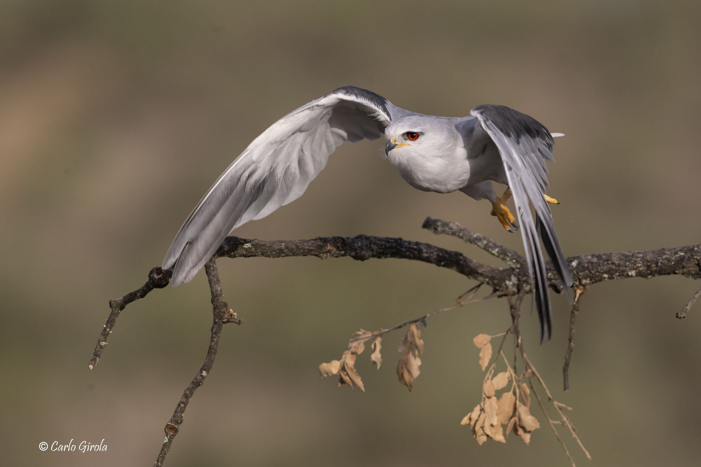 Black Kite (Elanus caeruleus)