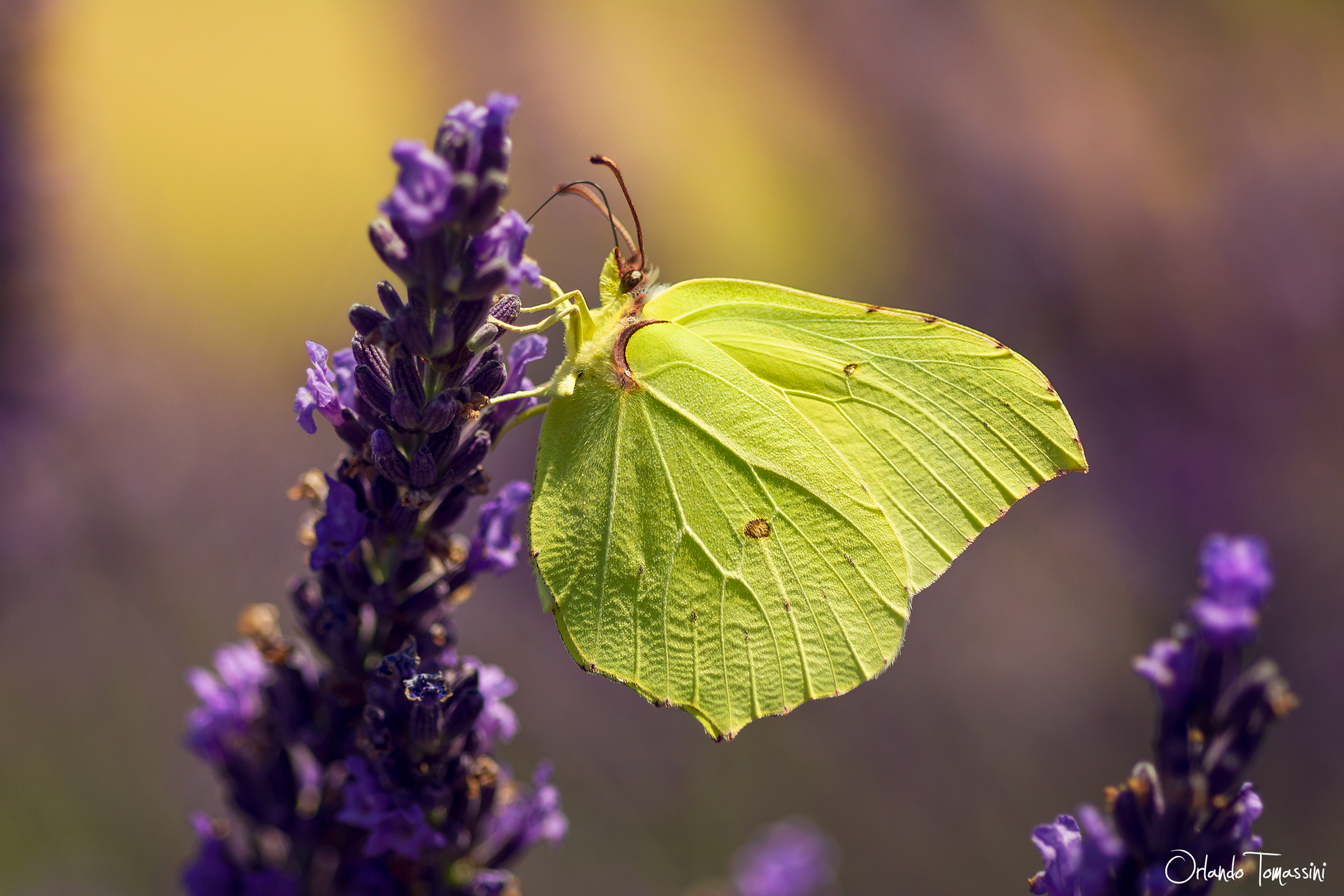 Cedronella in campo di lavanda
