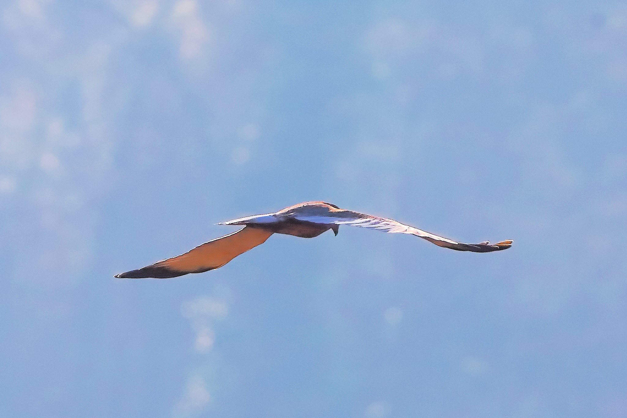 Marsh Harrier M 14-12-2023