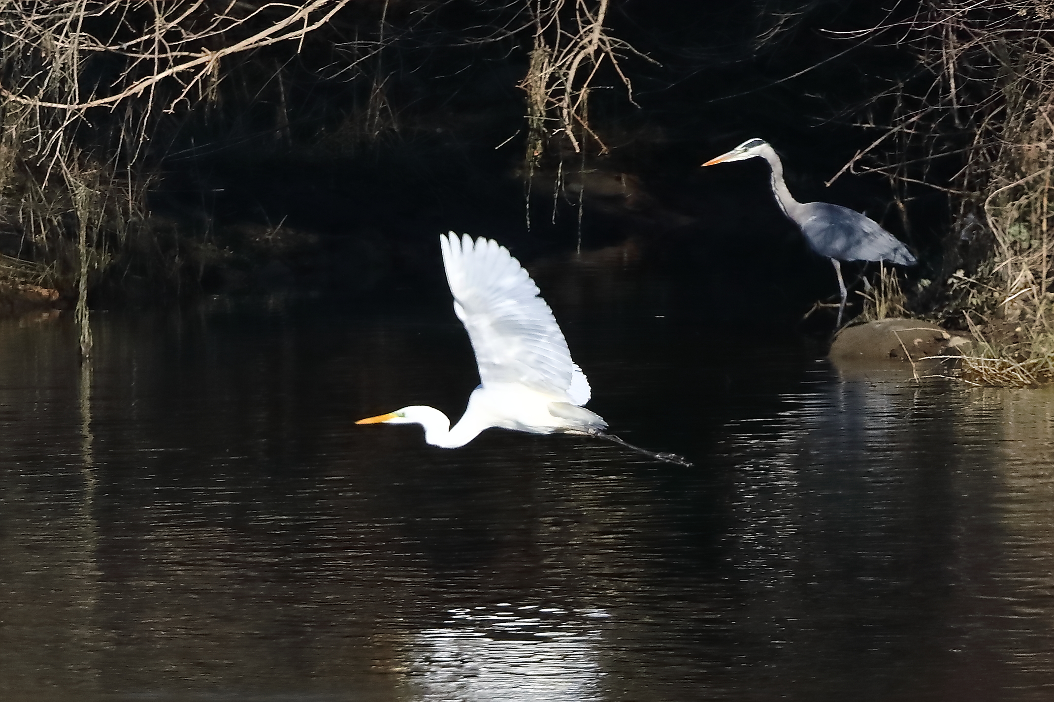 Herons 24-11-2023