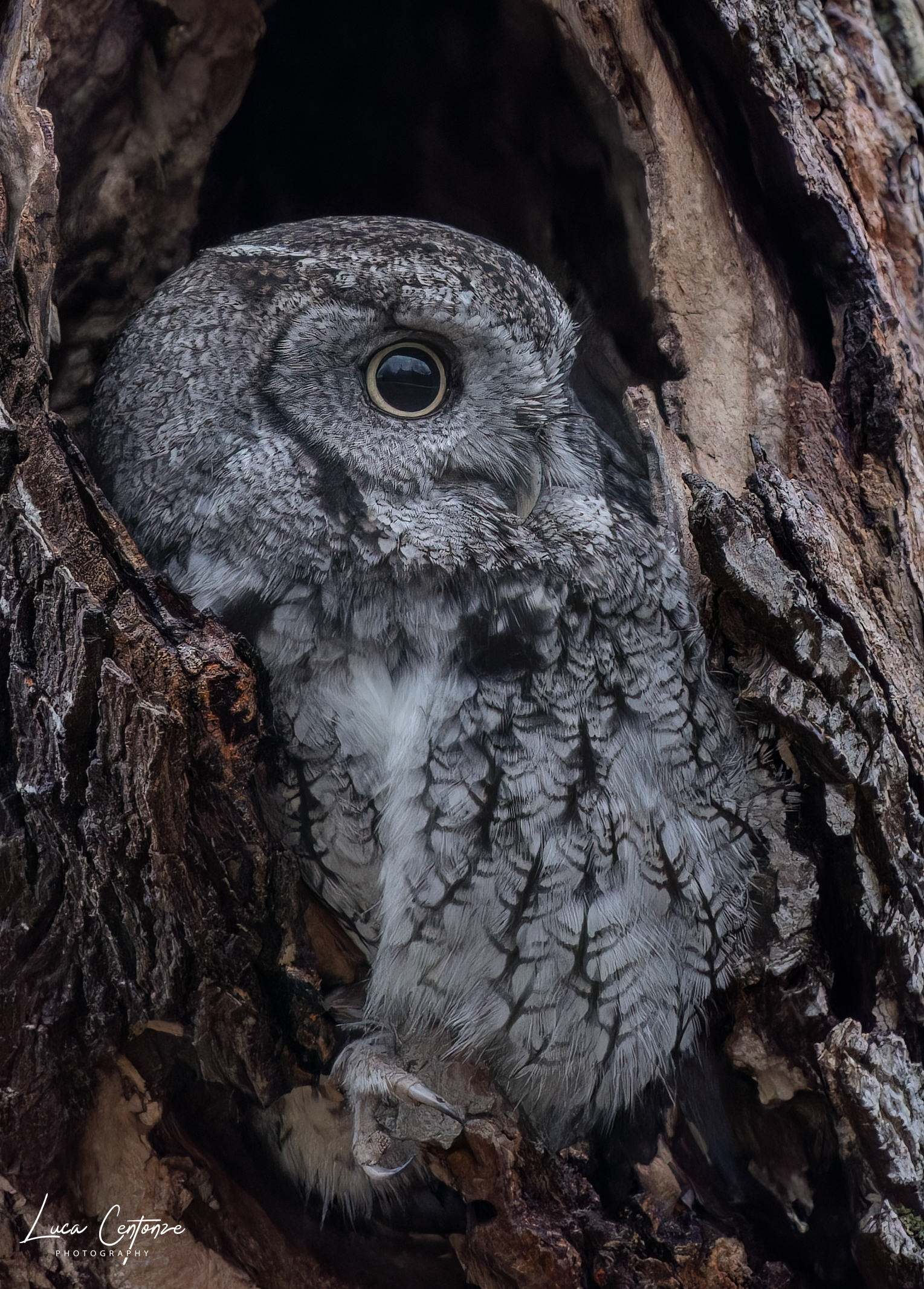 Un'altra foto del "grigio".