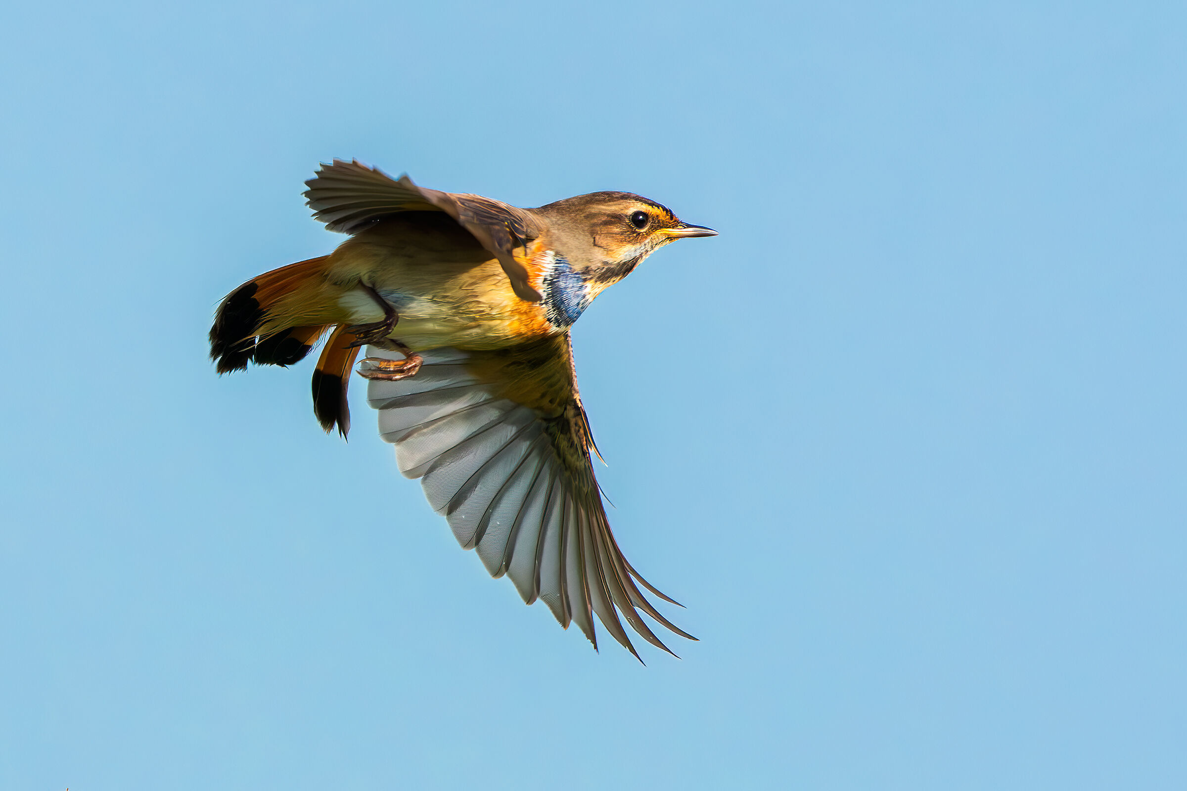 l'involo del pettazzurro