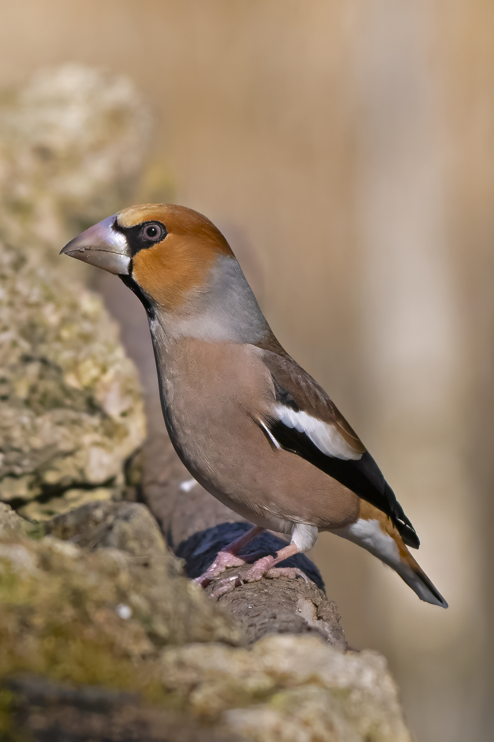 The Flying Nutcracker. Male Haggot