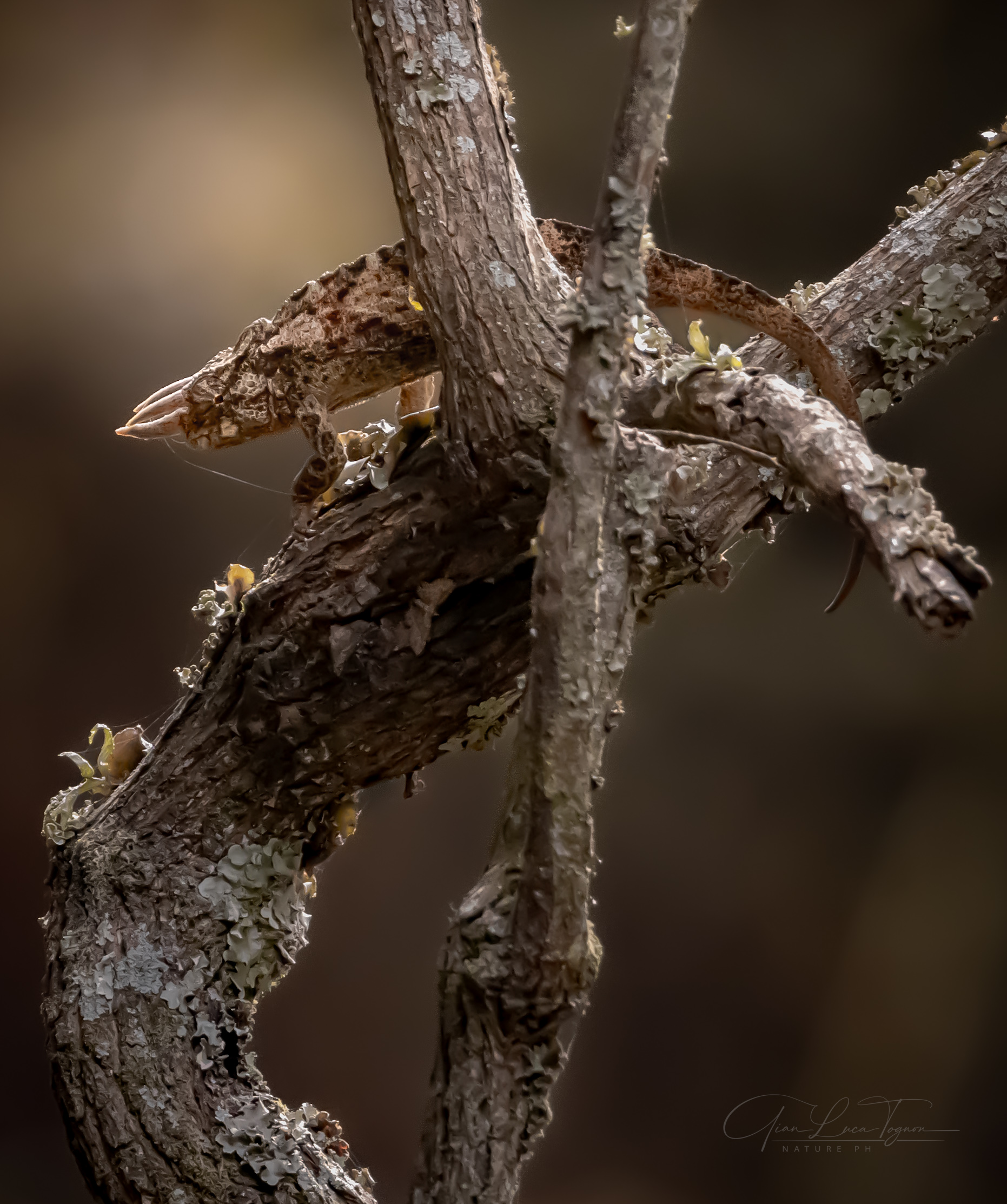 la natura ama nascondersi | nature loves to hide