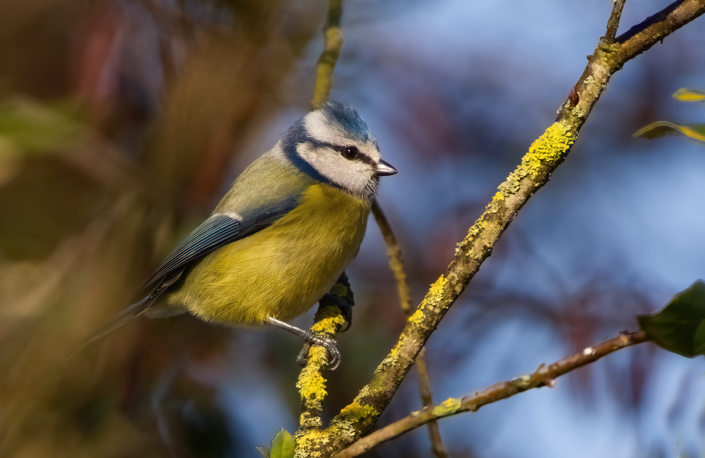 La graziosa cinciarella