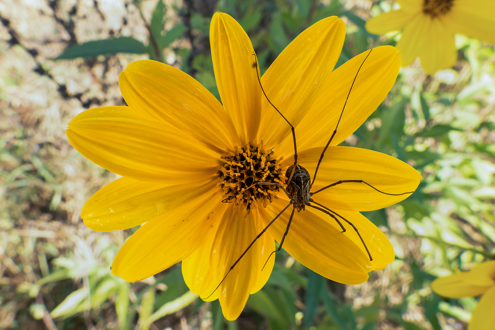 Close-up with Coolpix p1000 (49)