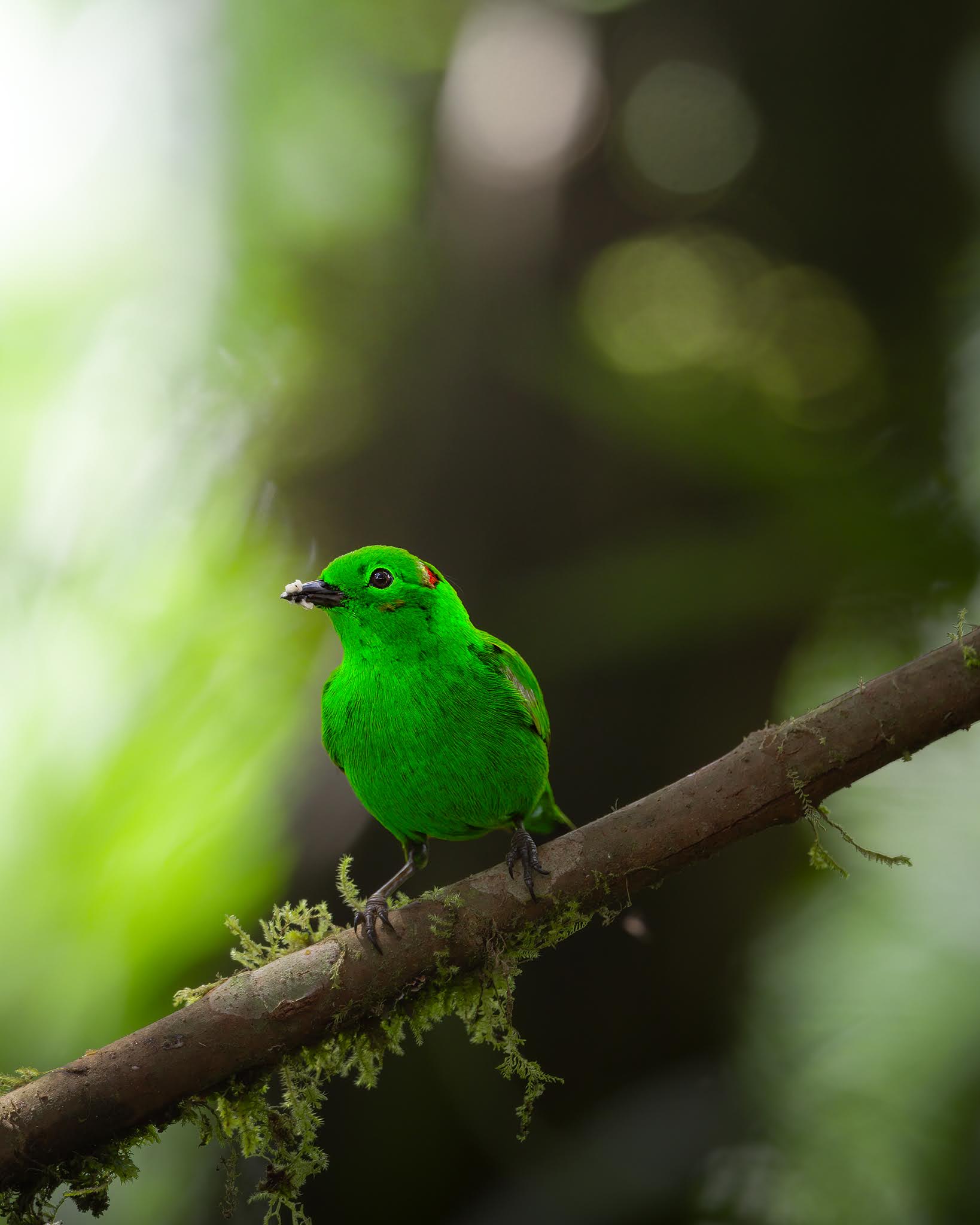 Tangara verde splendente