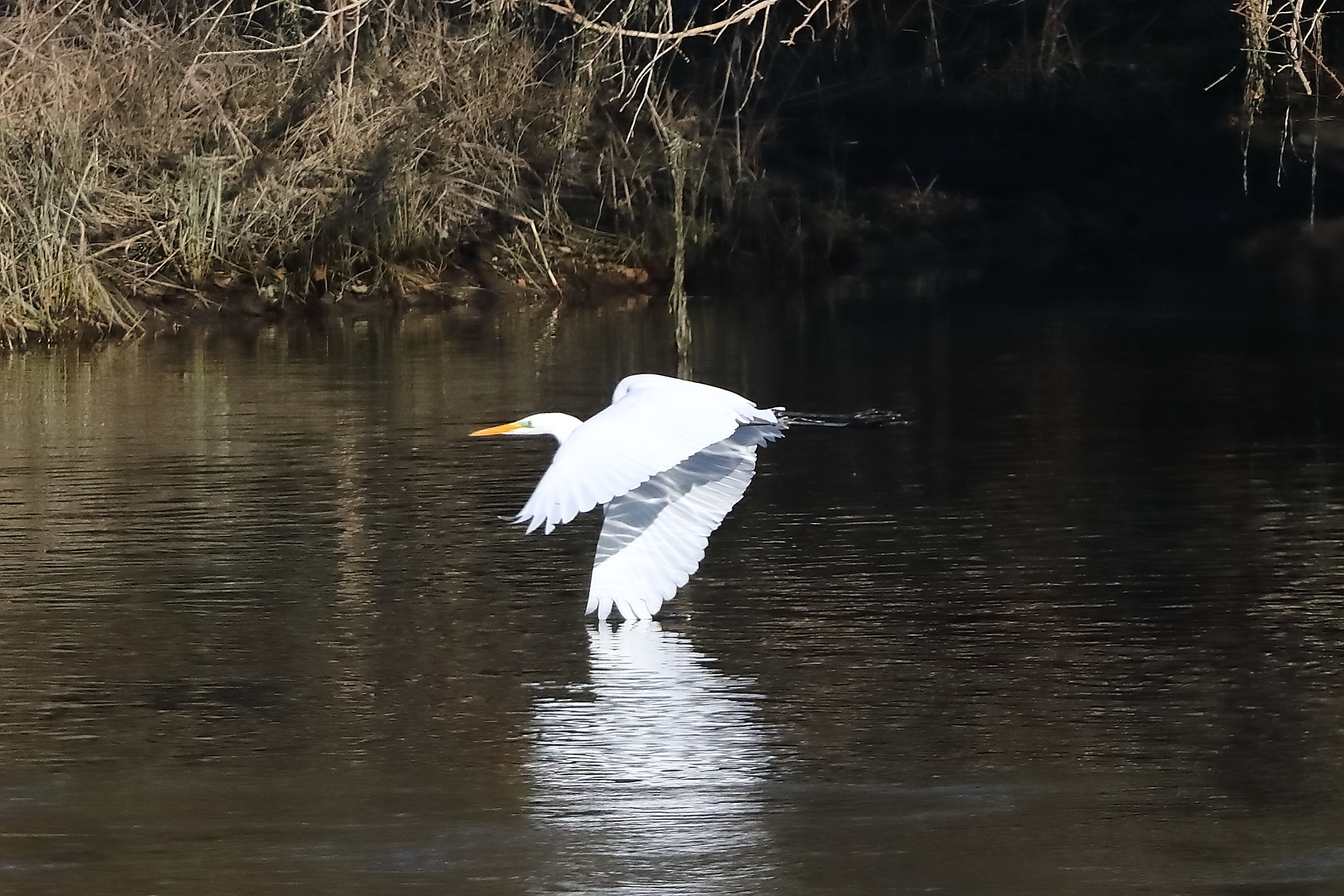 Airone BM 24-11-2023