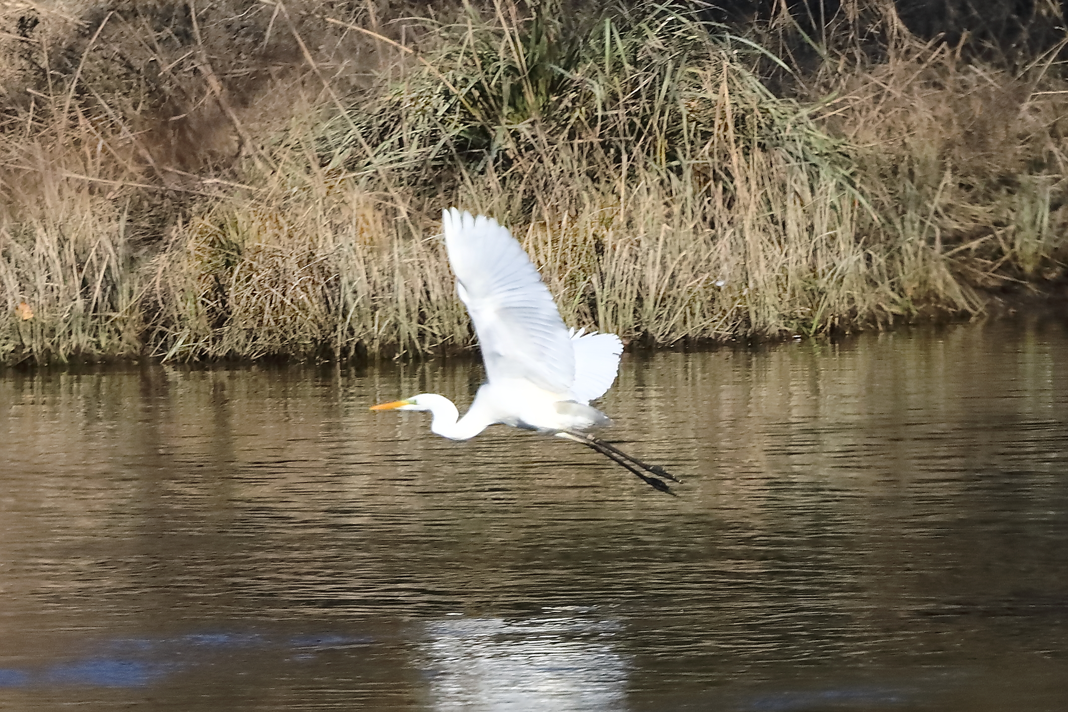 Airone BM 24-11-2023