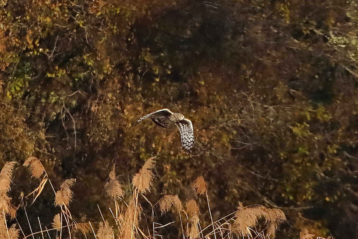 Hen Harrier 29-11-2023