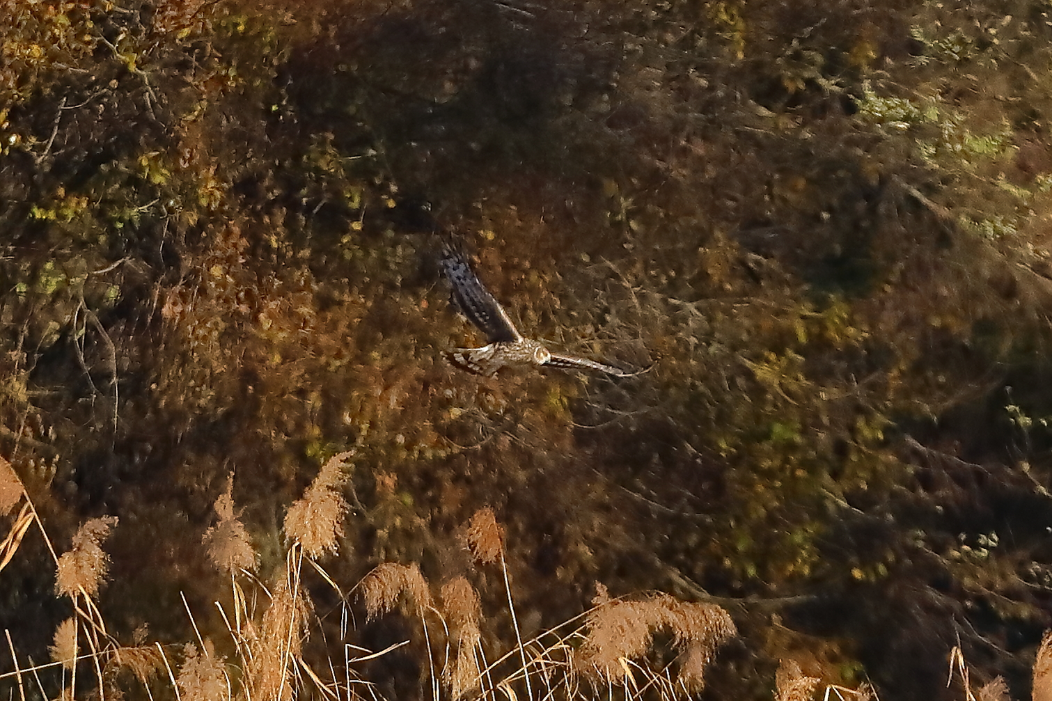 Hen Harrier 29-11-2023