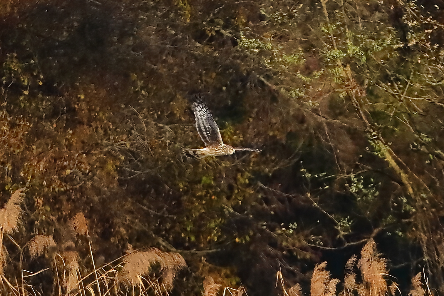 Hen Harrier 29-11-2023
