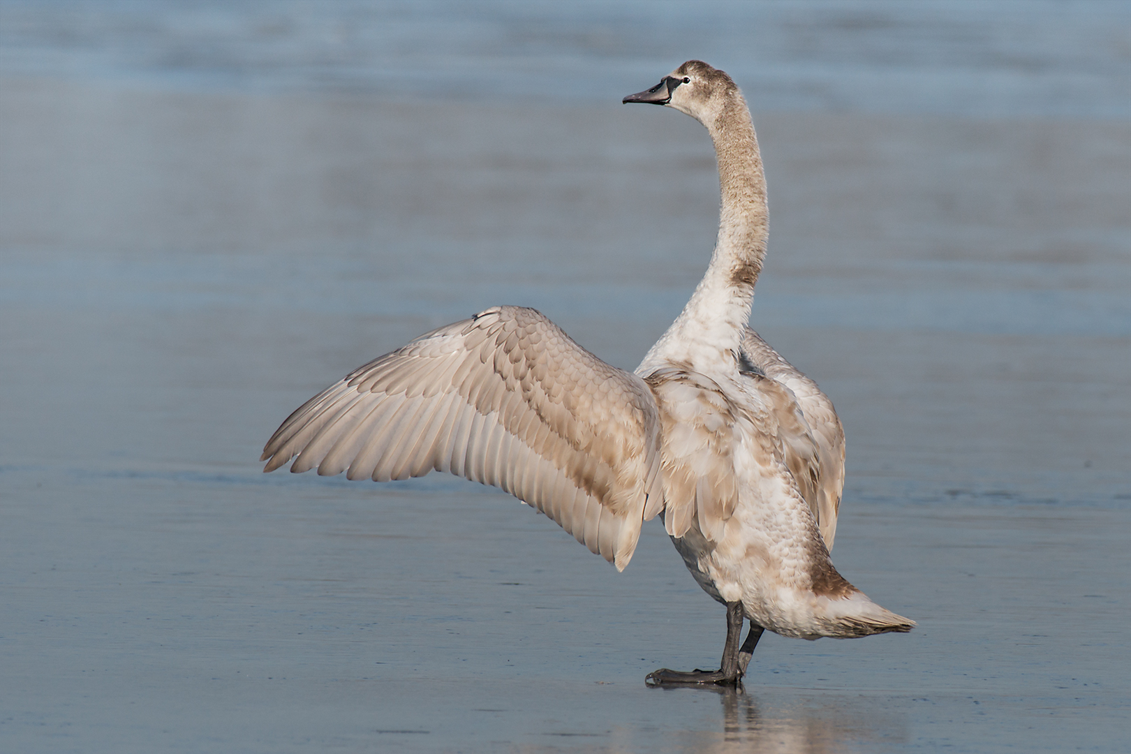 Cigno reale sul ghiaccio
