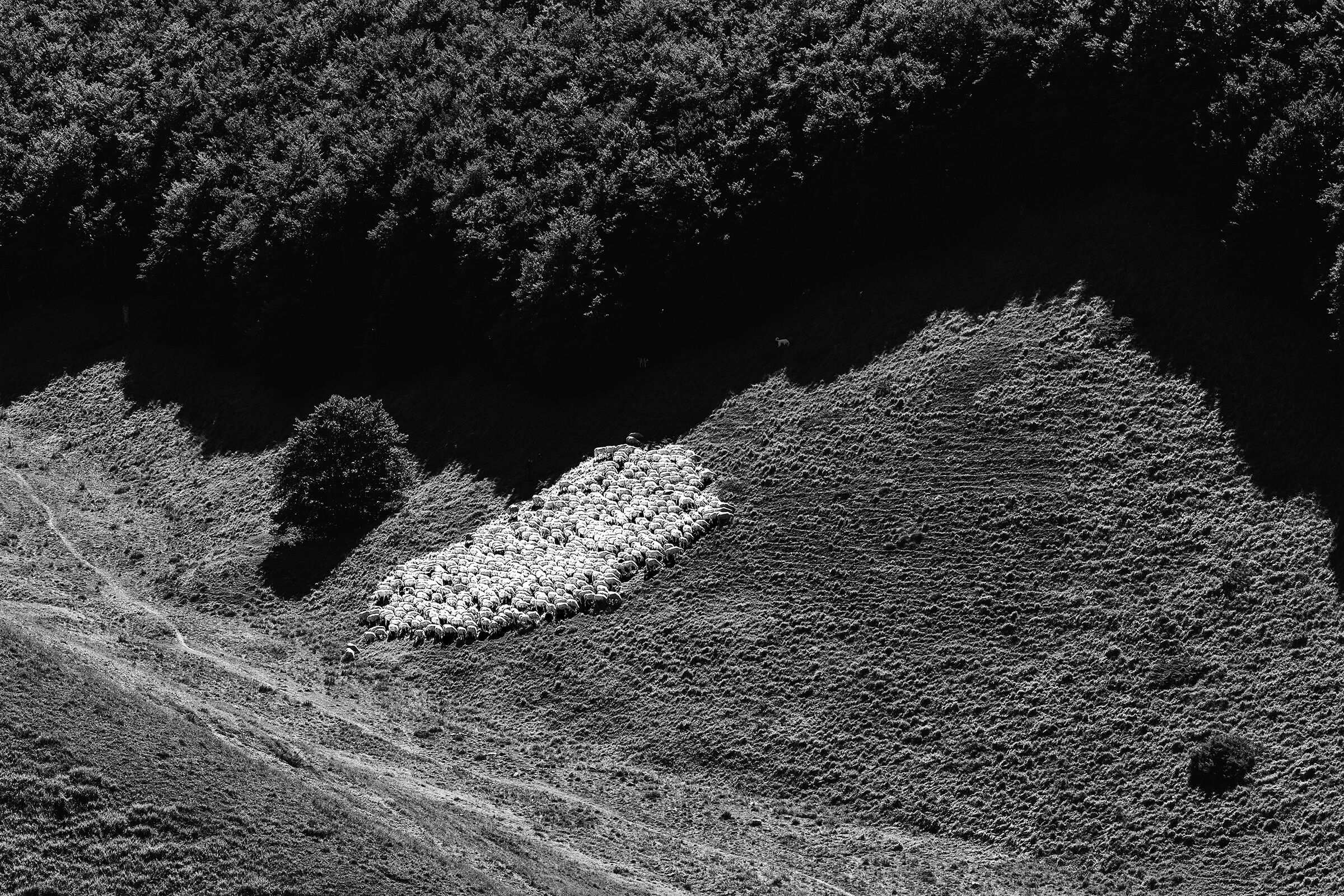 Pasture in Forca di Presta