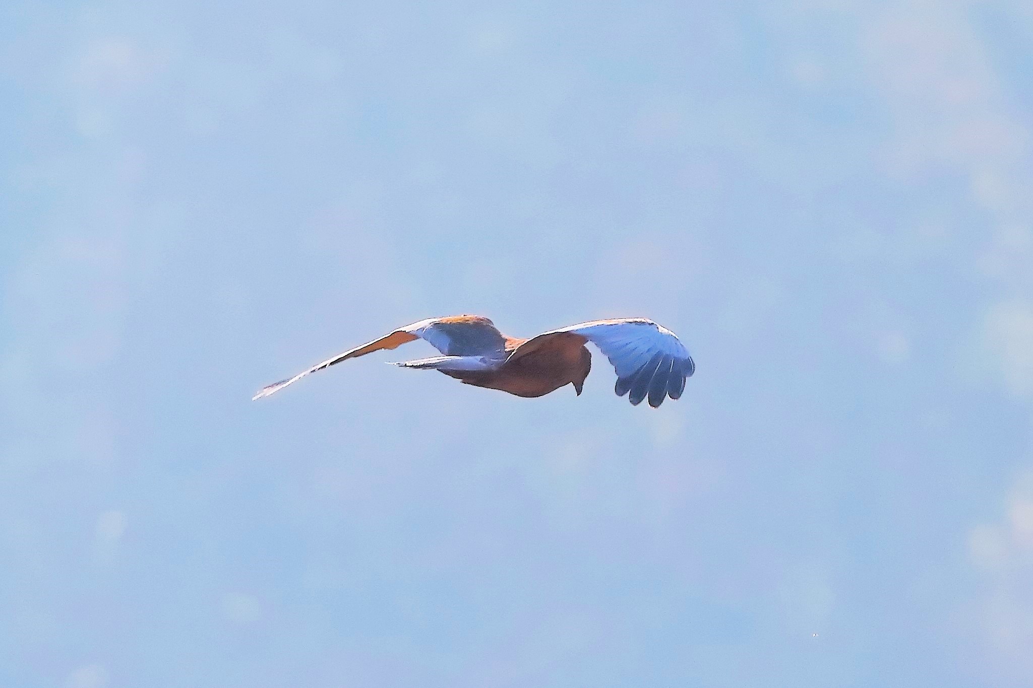 Marsh Harrier M 14-12-2023