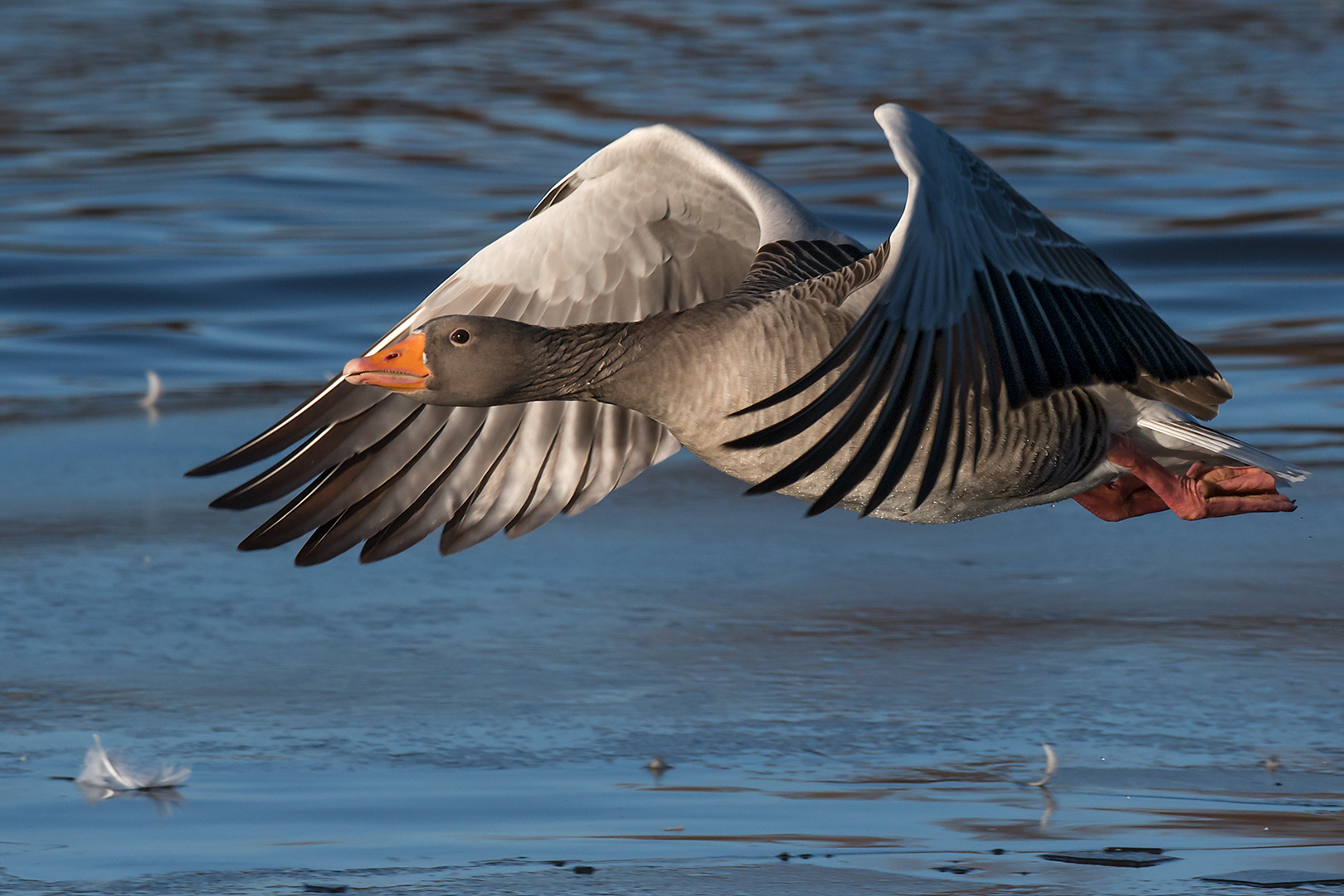 Oca selvatica all'involo