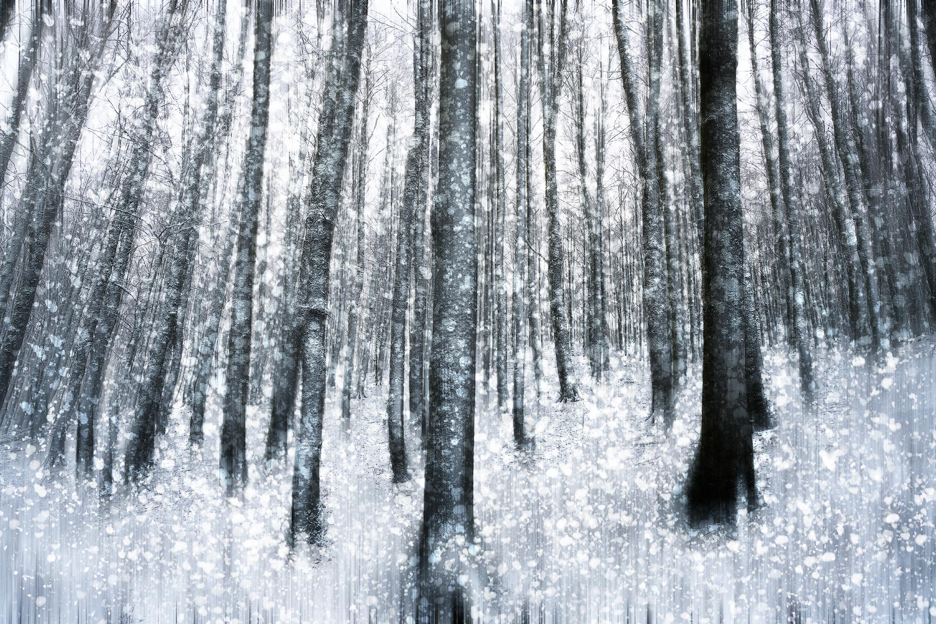 Winter forest
