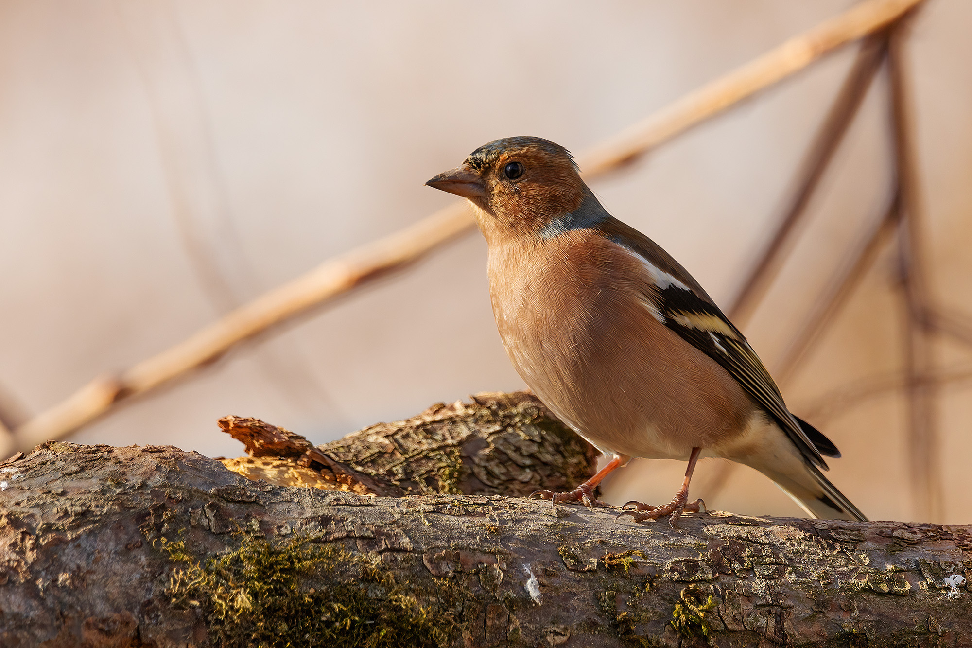 Chaffinch