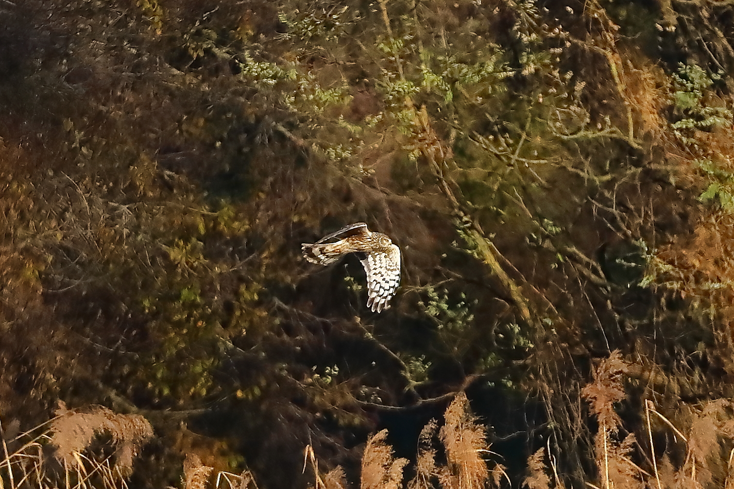 Hen Harrier 29-11-2023