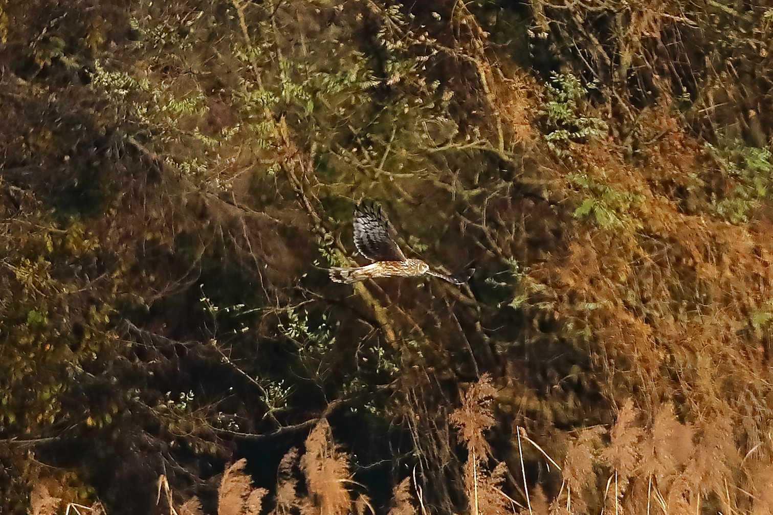 Hen Harrier 29-11-2023