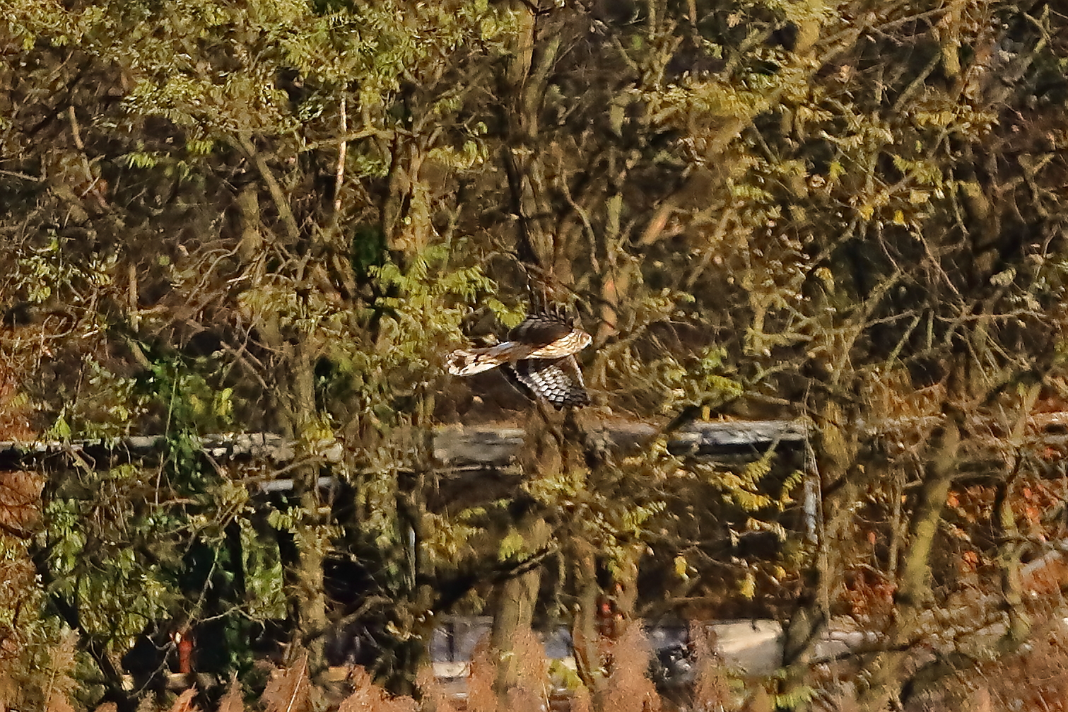 Hen Harrier 29-11-2023