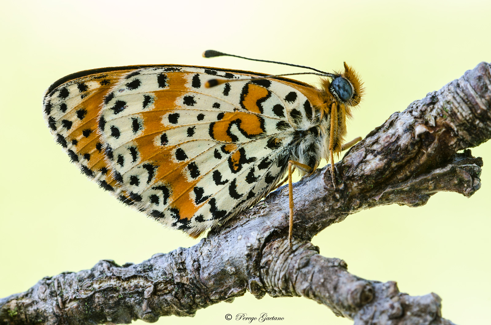 Melitaea 2