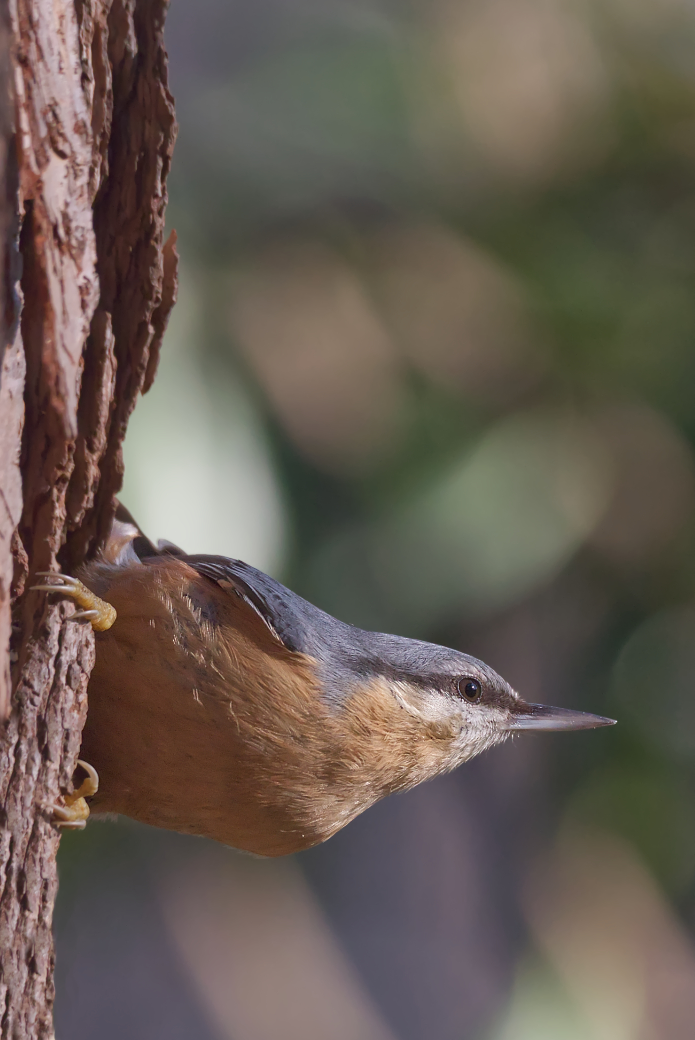 Wood nuthatch
