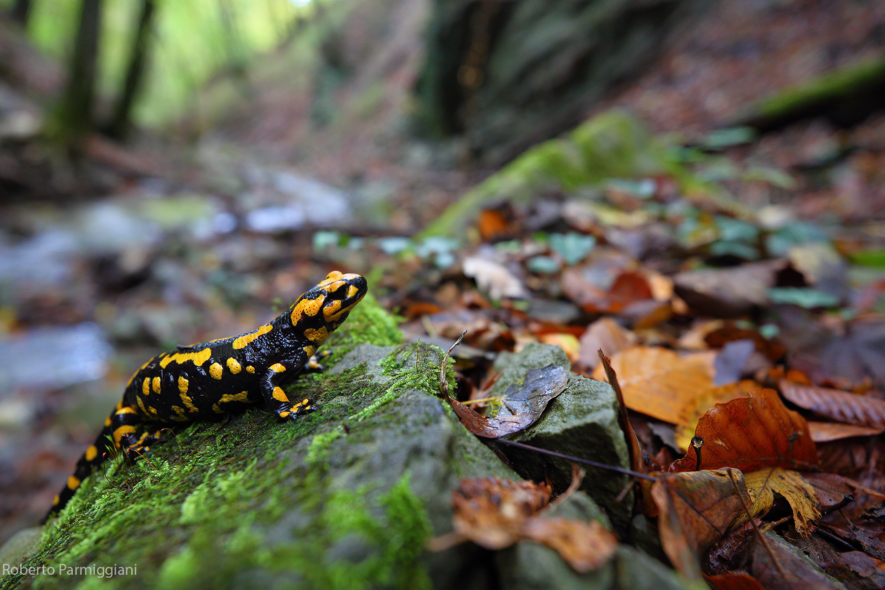 Il mondo della salamandra
