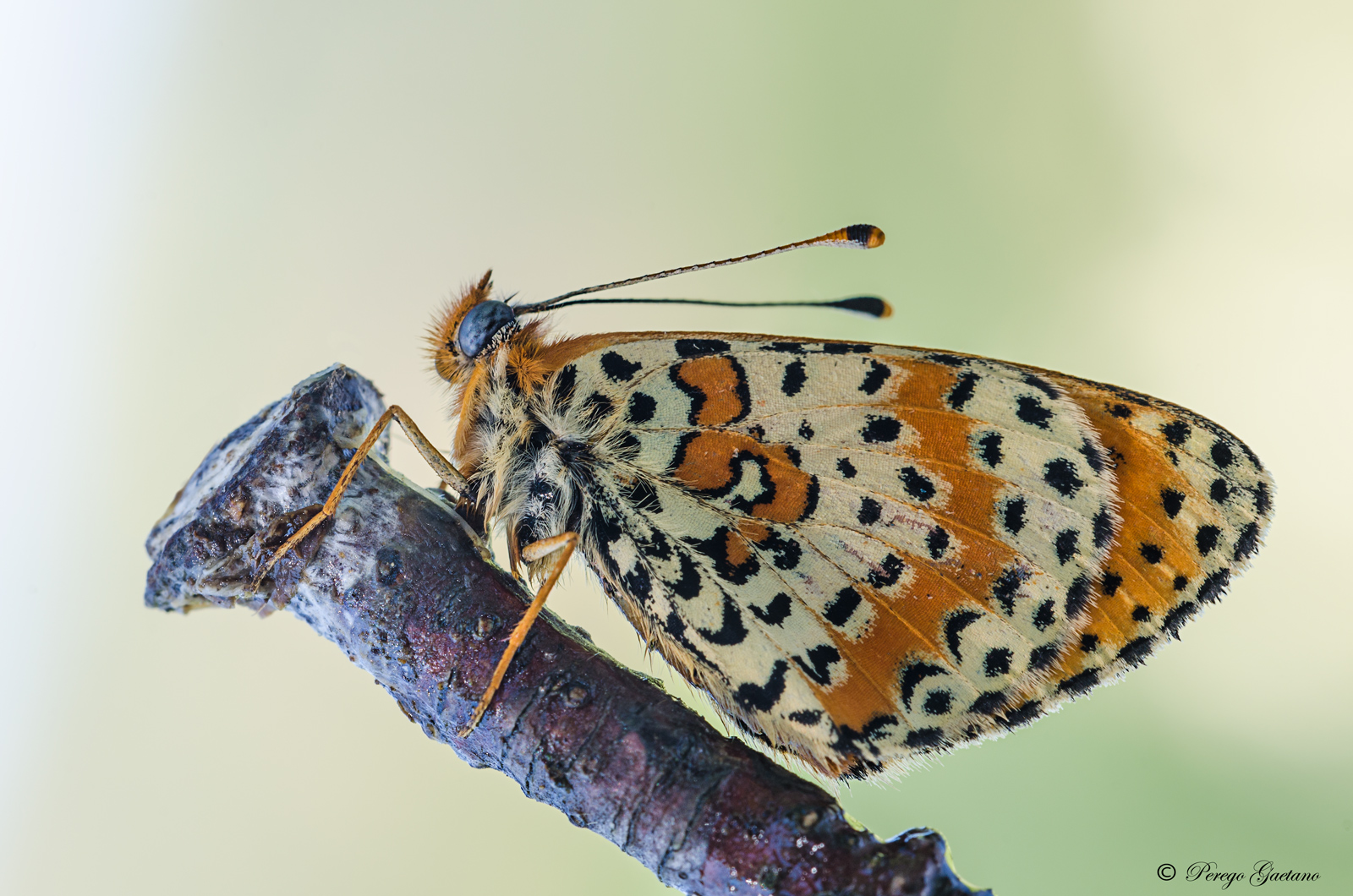 Melitaea 3