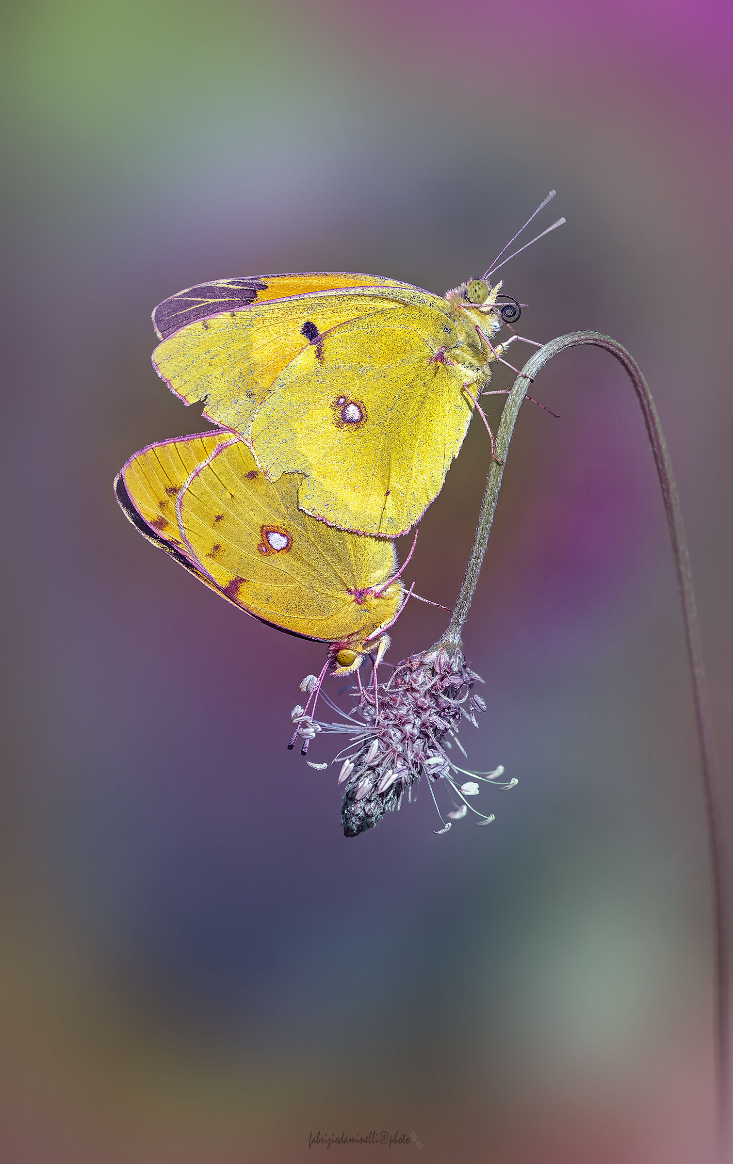 Colias croceus - mating
