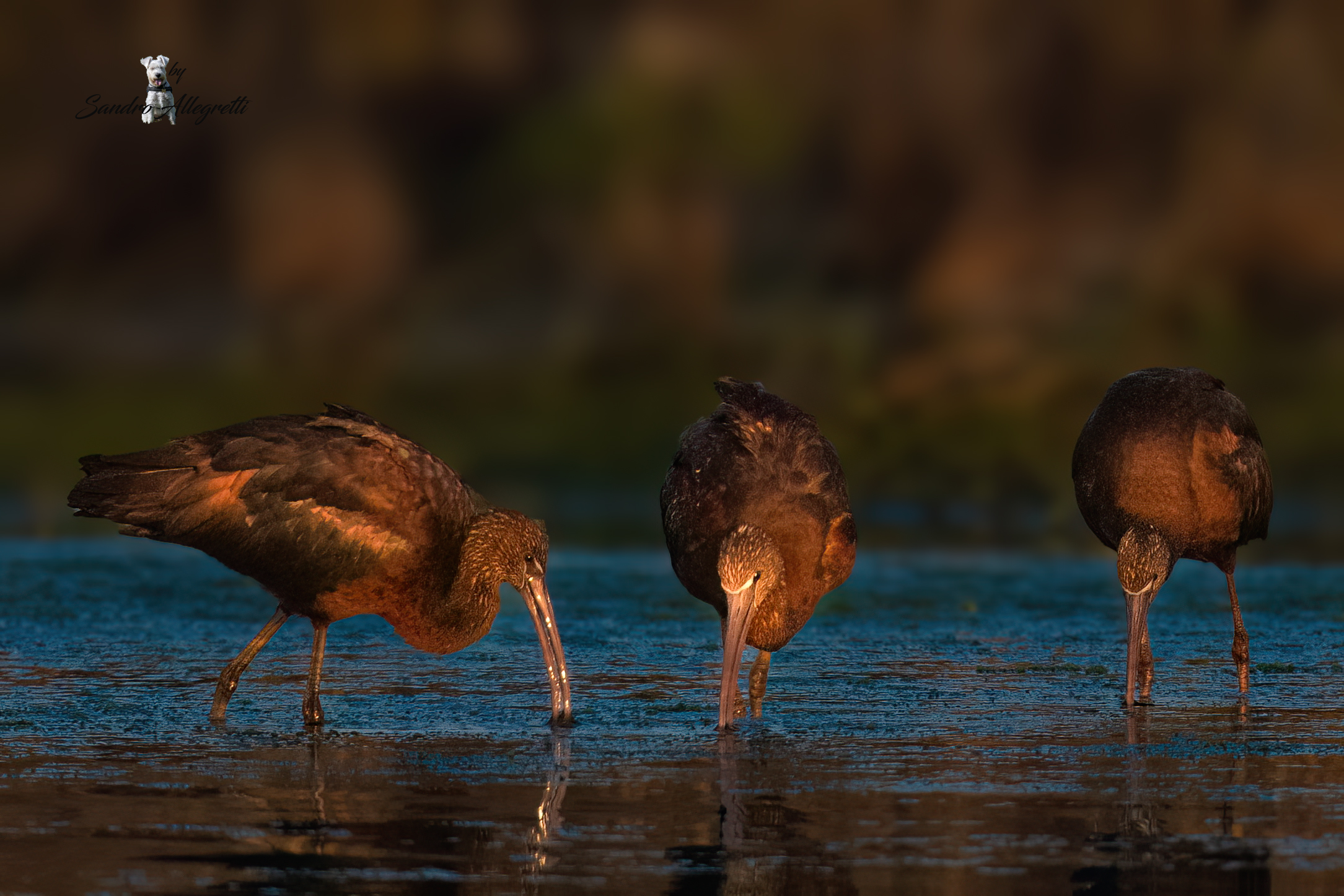 The Stingrayder (Plegadis falcinellus)