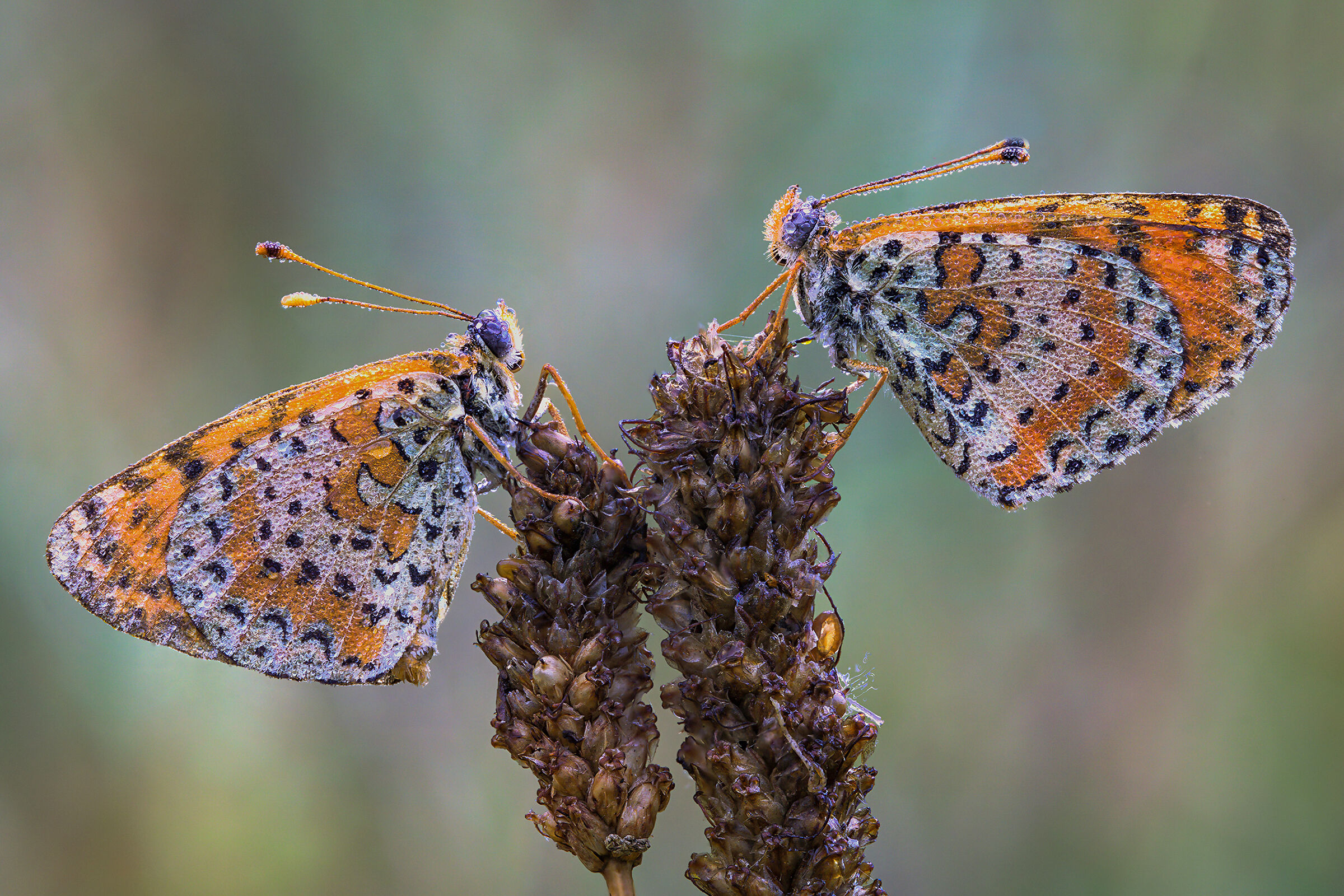 Melitaea didyma