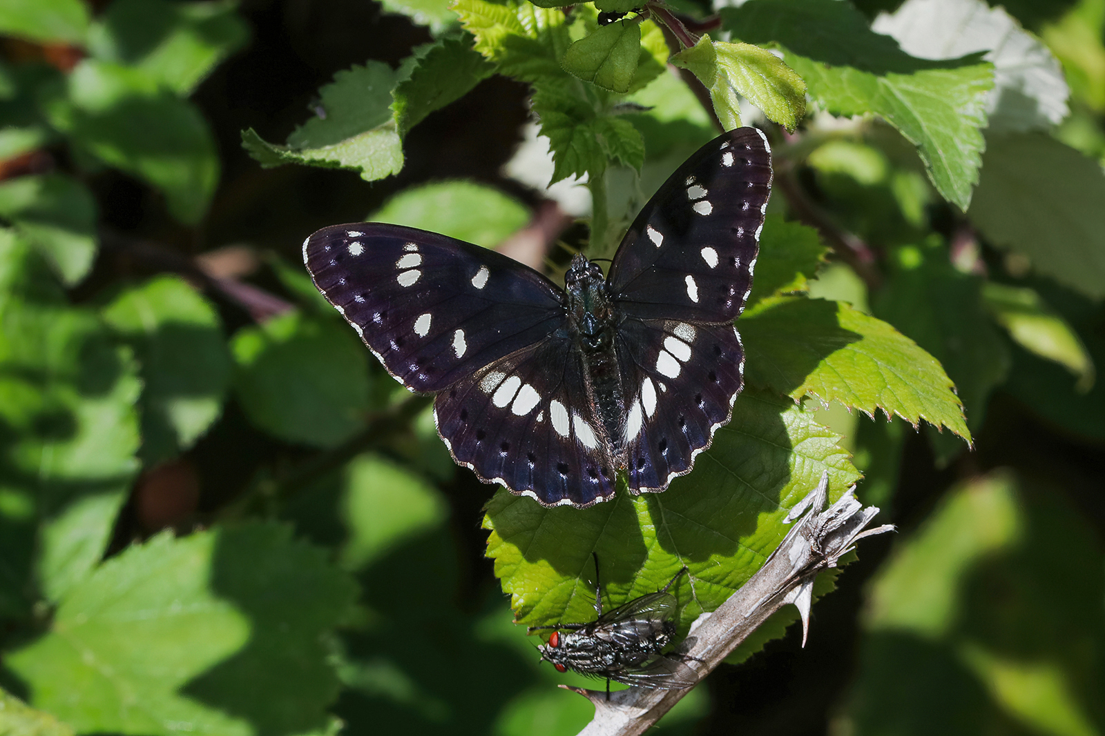 Limenitis reducta