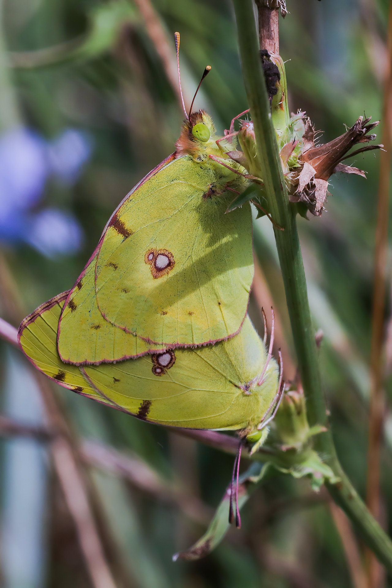 Mating between Colias