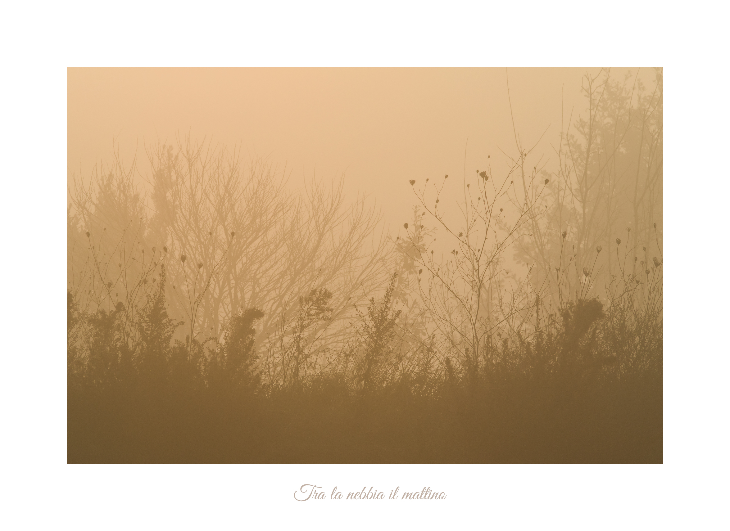 Tra la nebbia il mattino