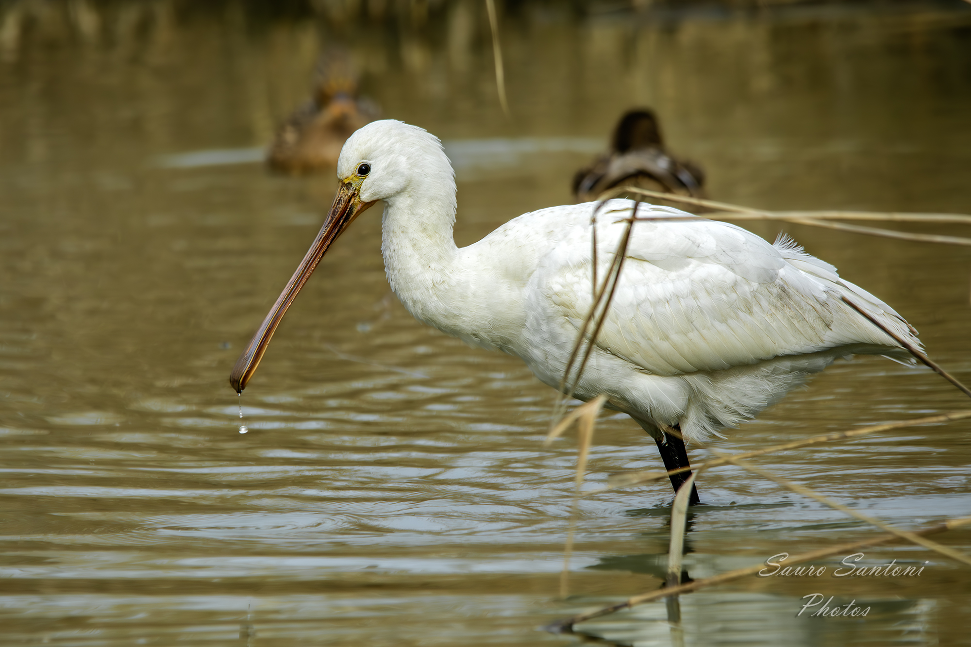 Oasi sic-zps - Manzolino