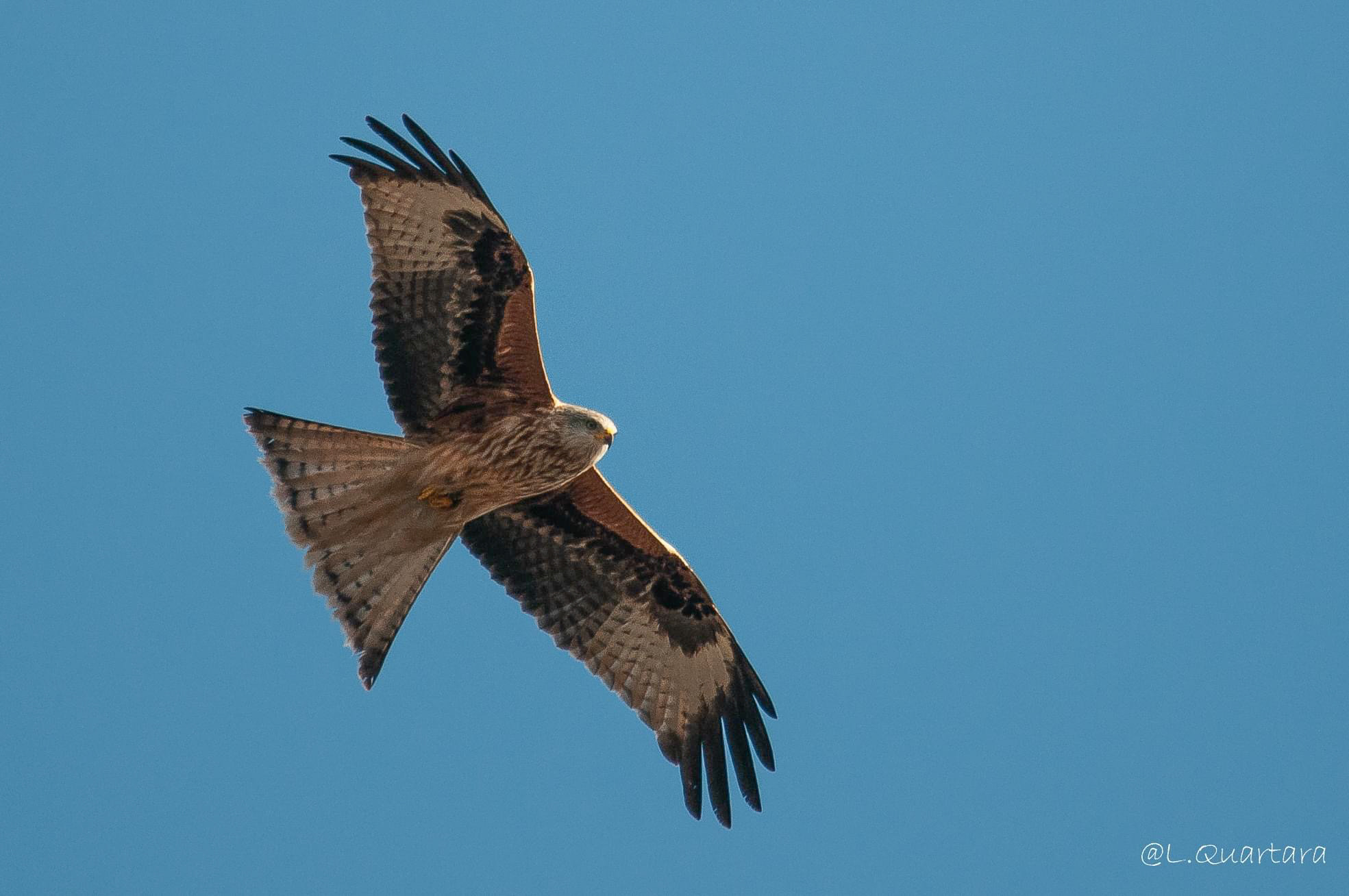 Red kite