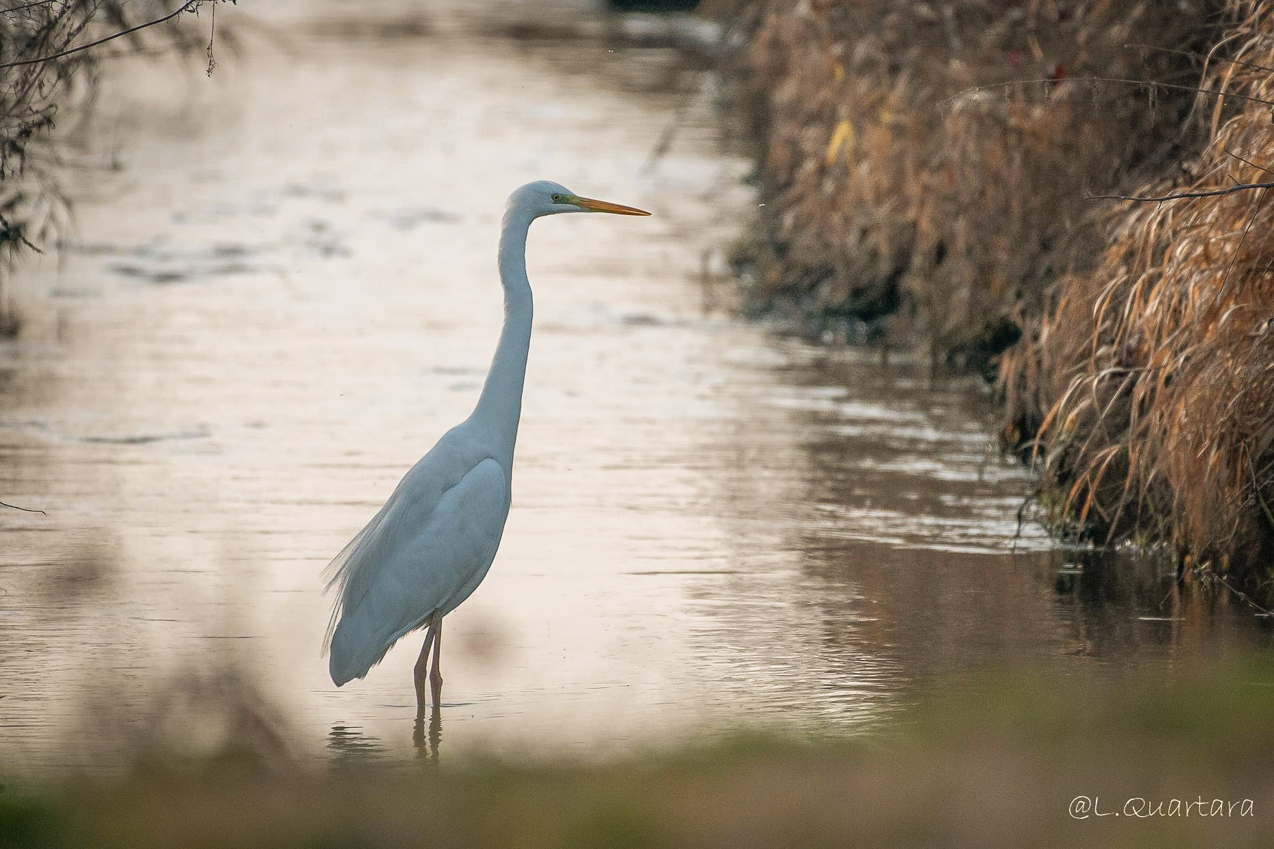 Great White's Heron on the hunt