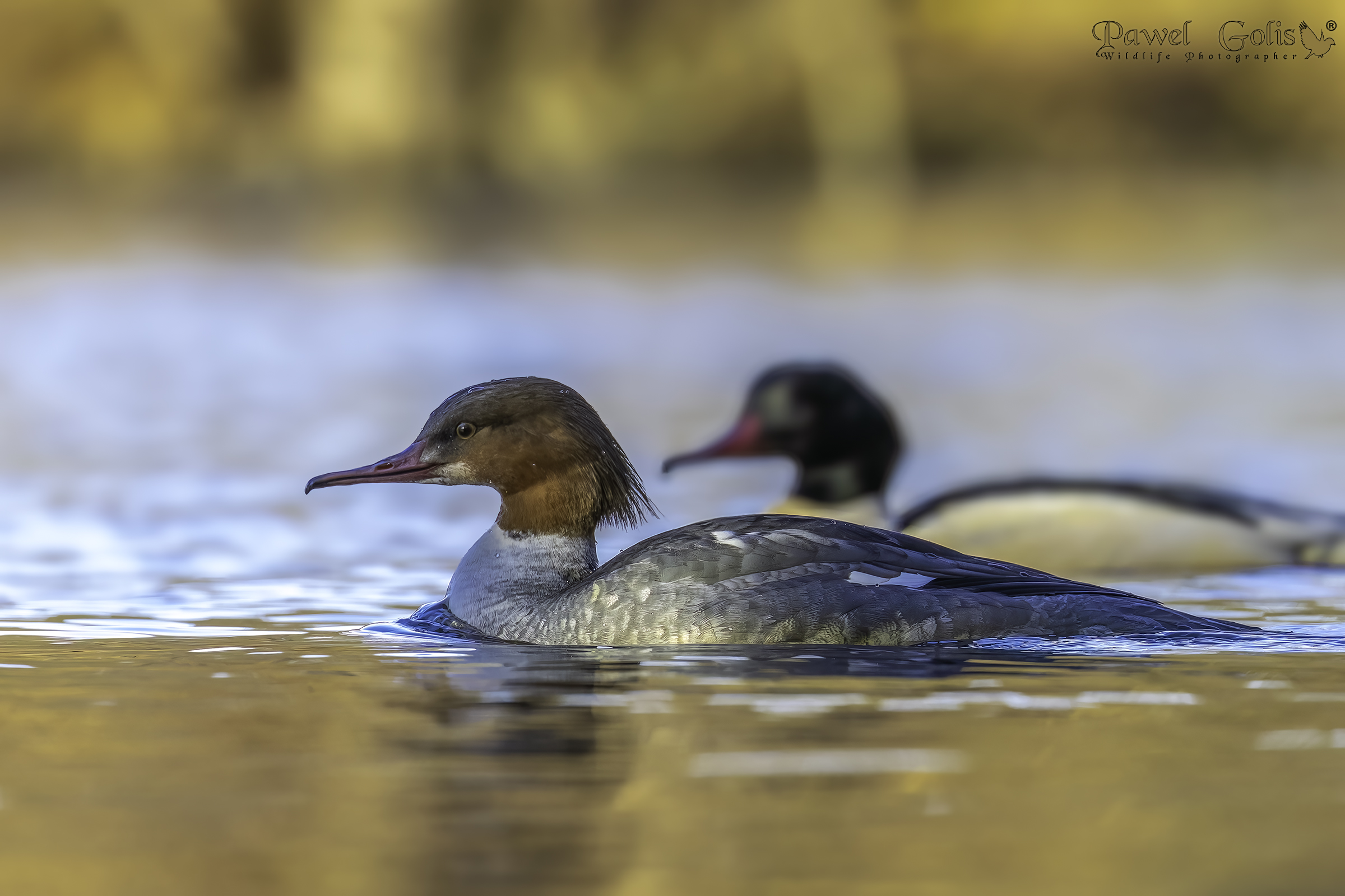 Smergo maggiore (Smergo maggiore)