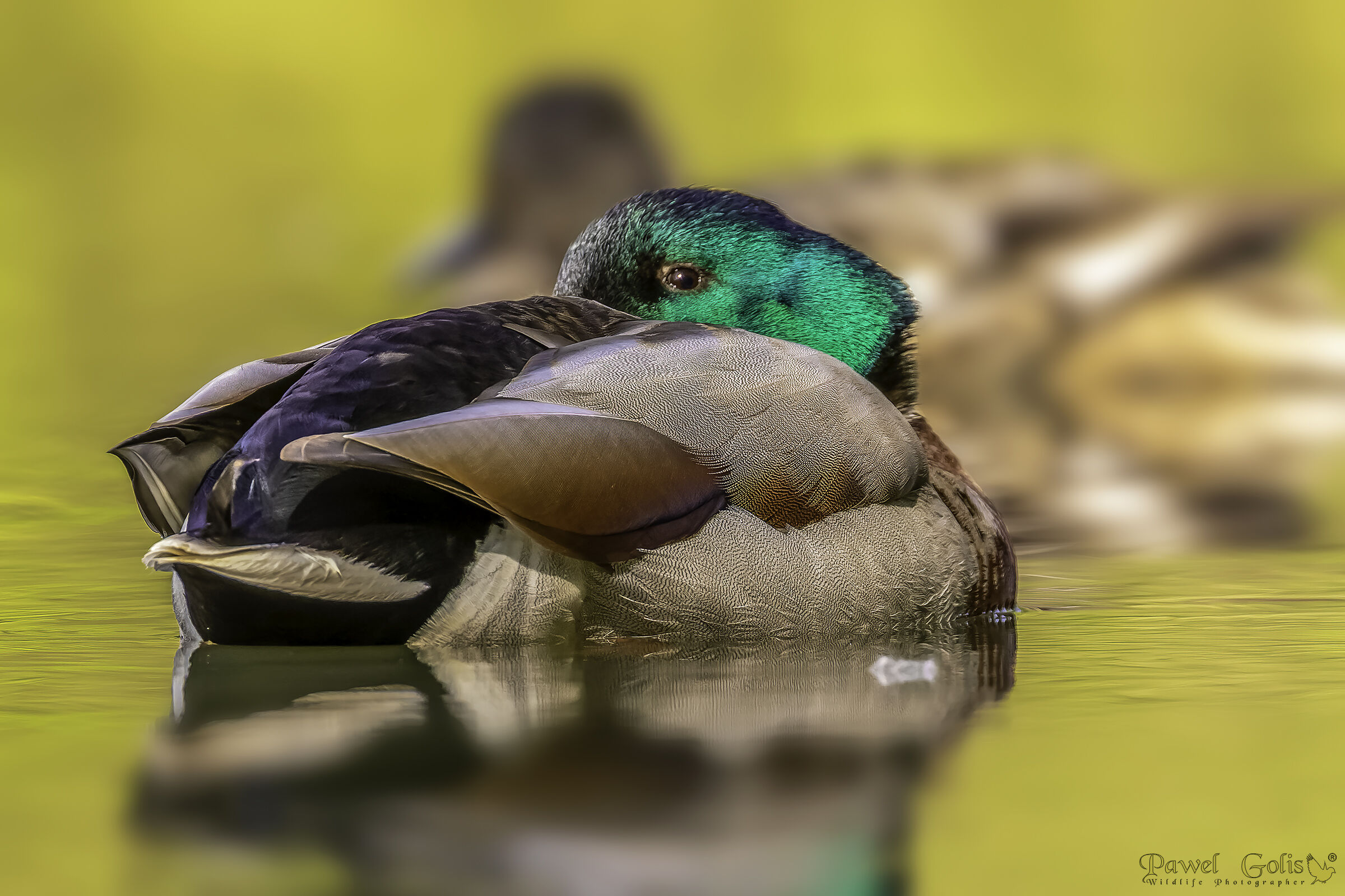 Germano reale (Anas platyrhynchos)