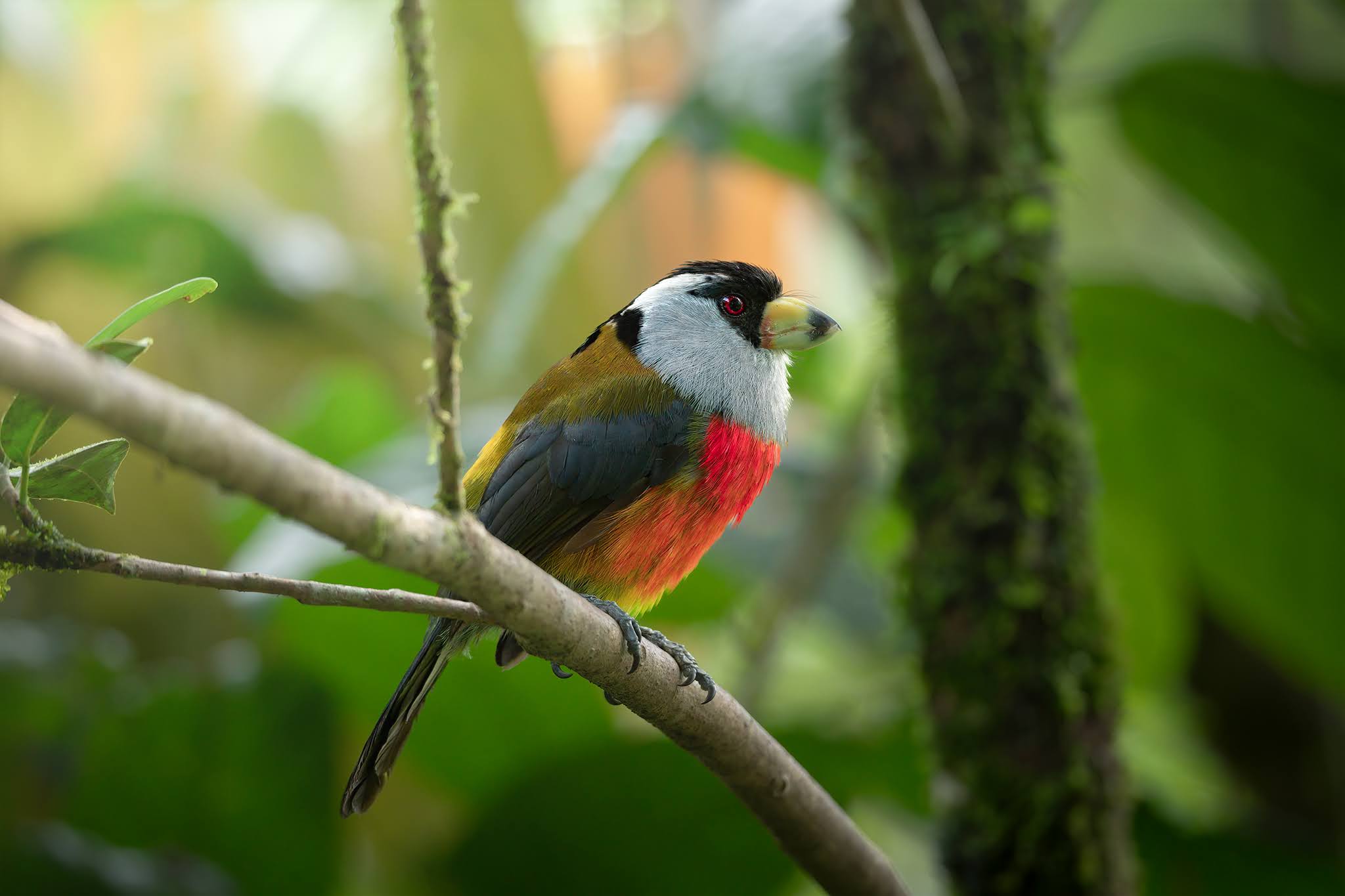 Barbet