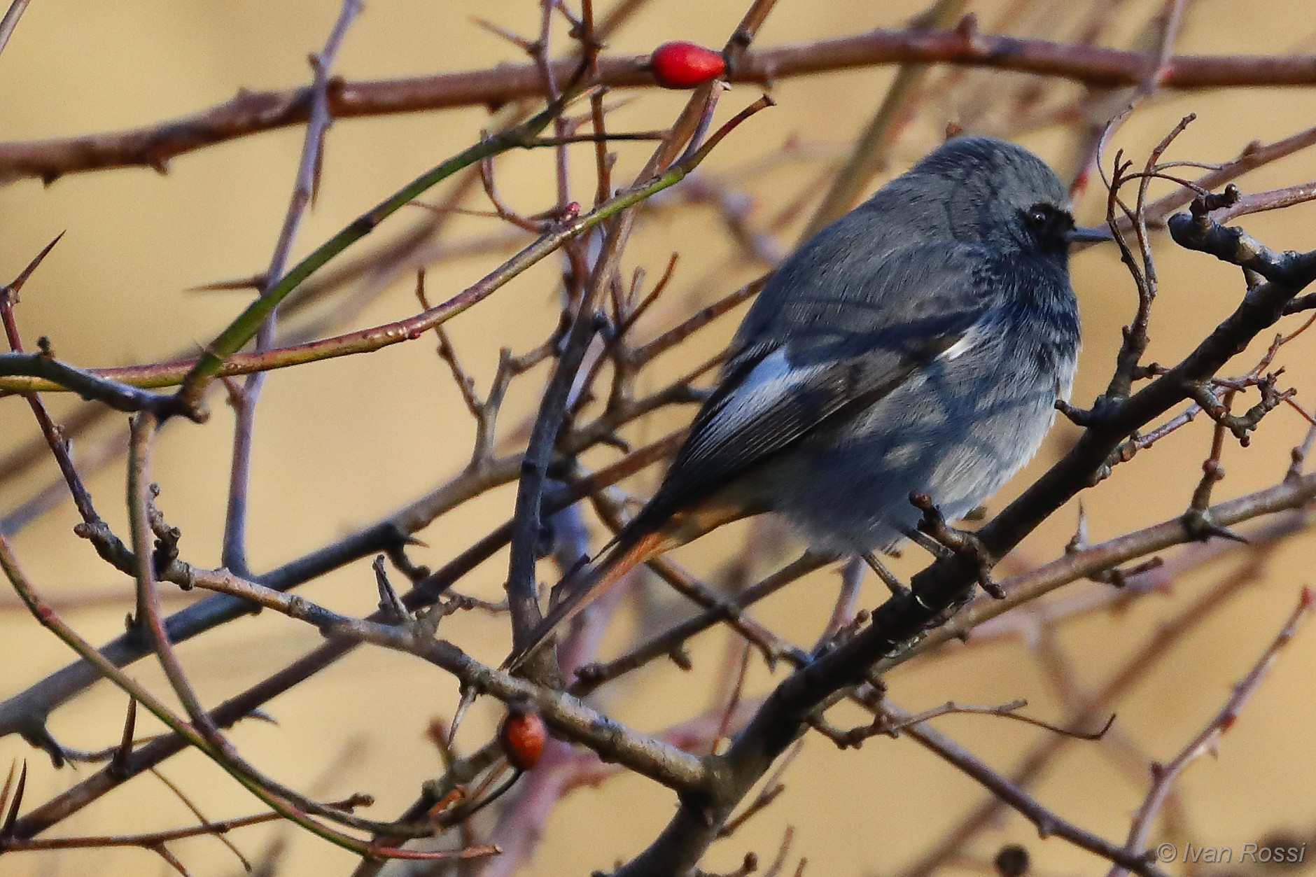Codirosso spazzacamino
