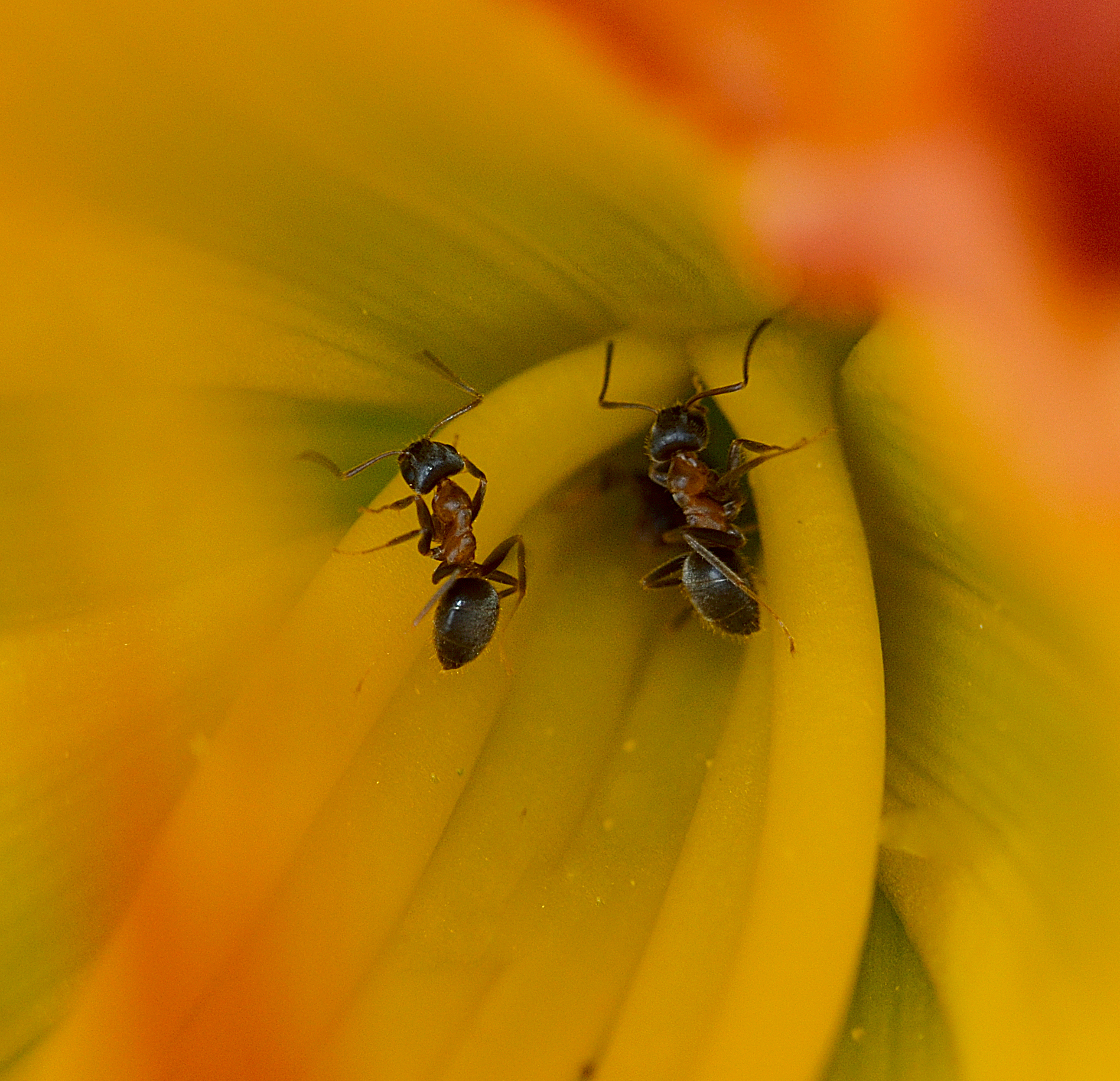 A lily as a domicile