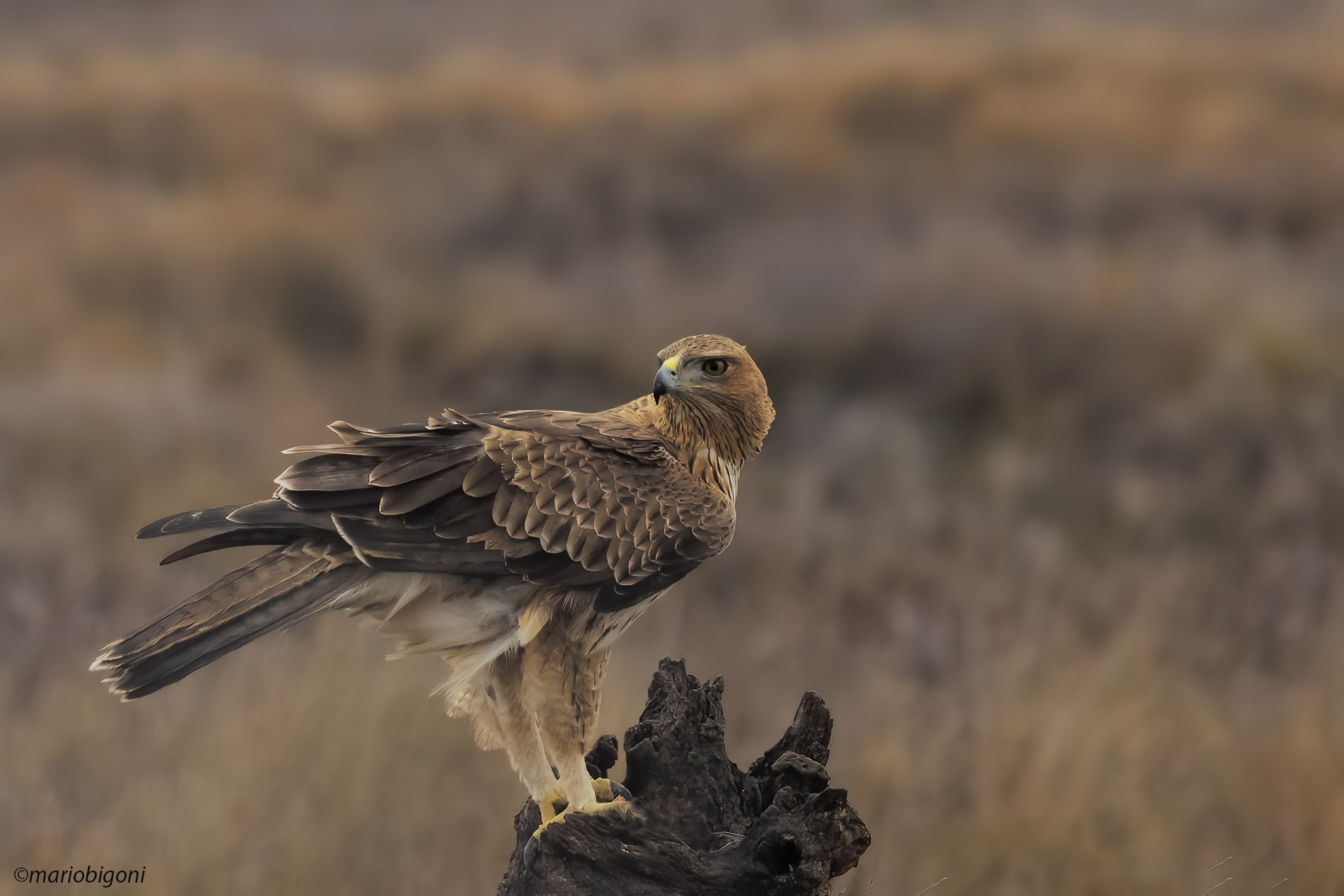 Bonelli's Eagle
