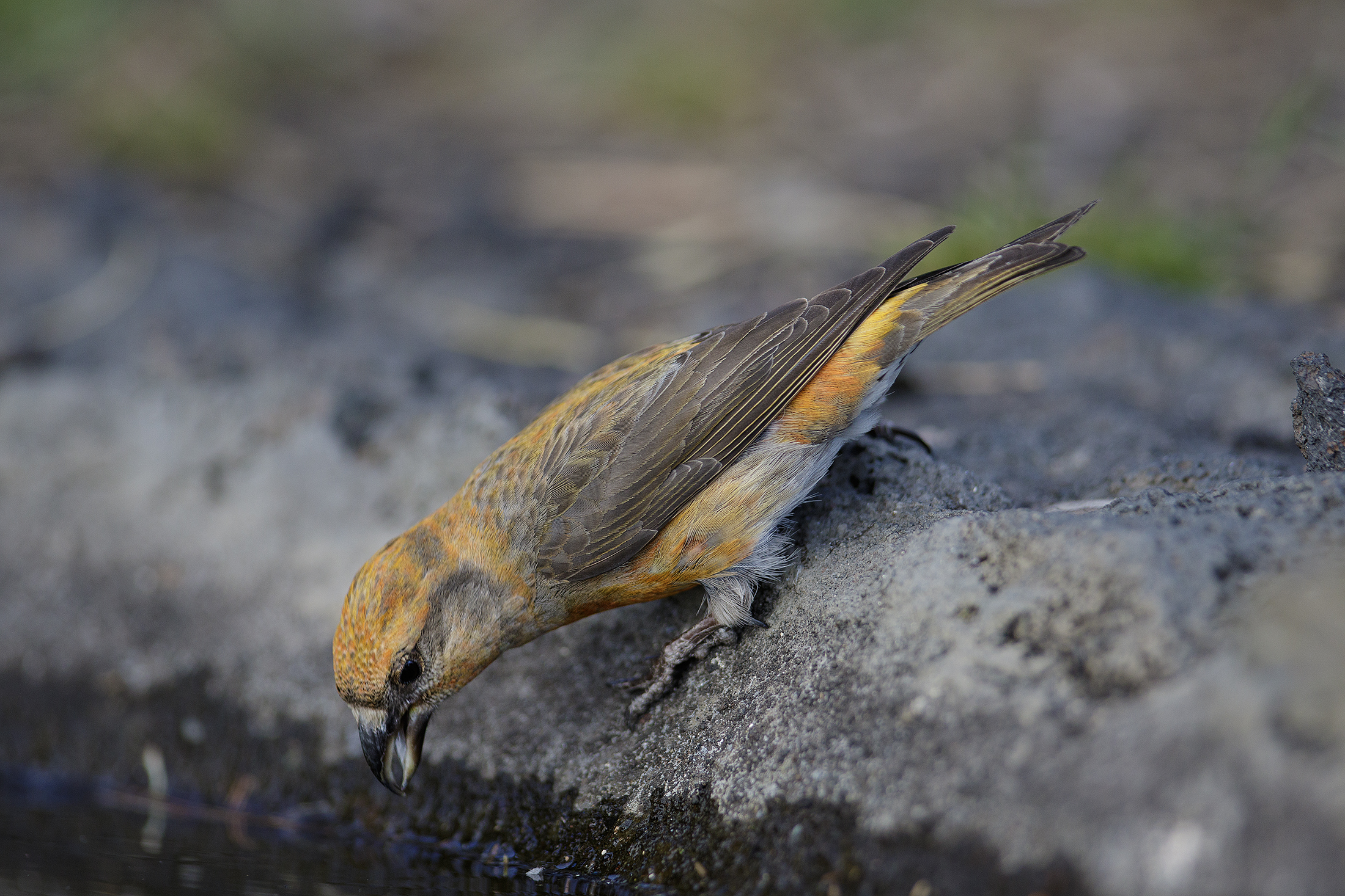 Crociere all'abbeverata