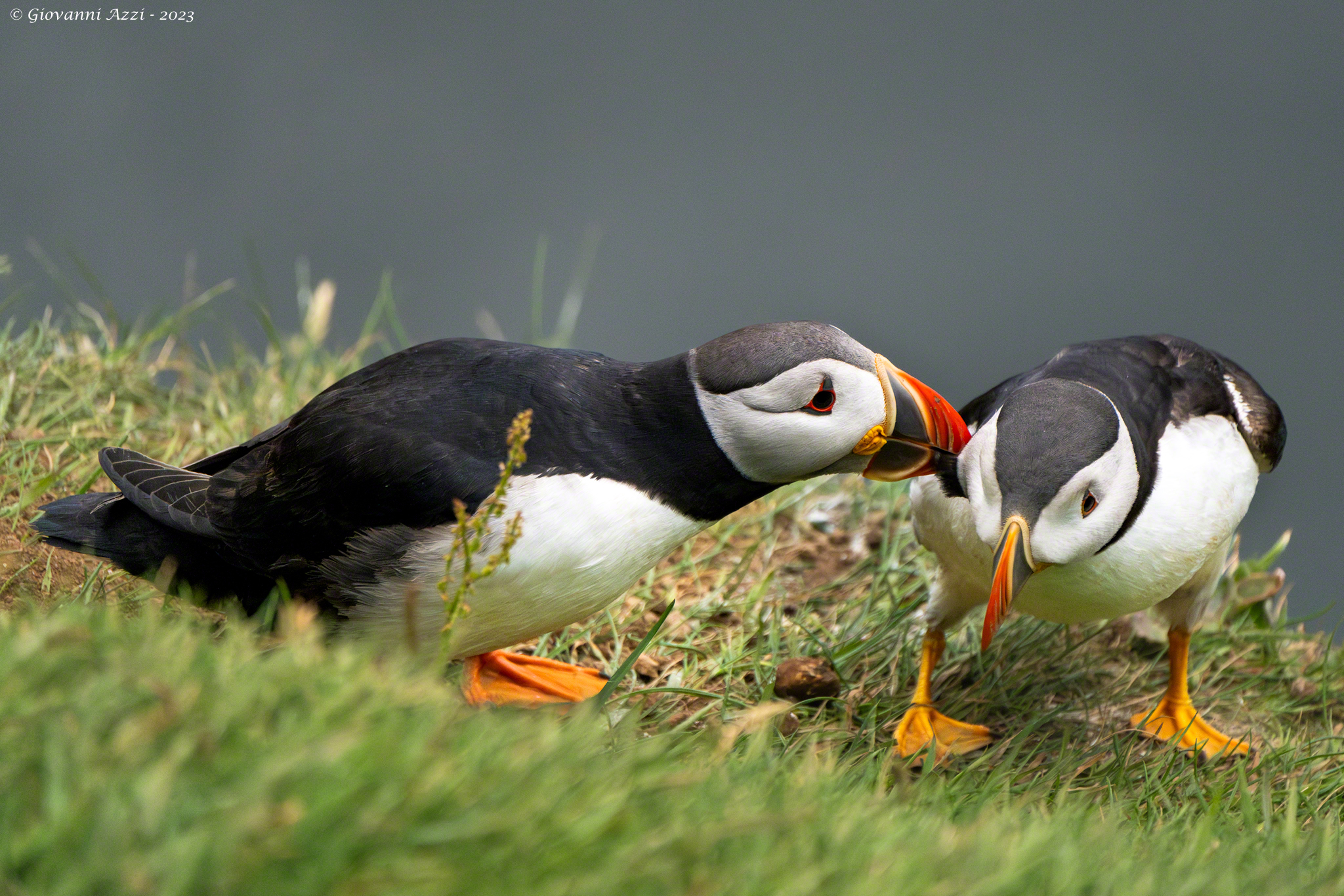 Puffin squabble