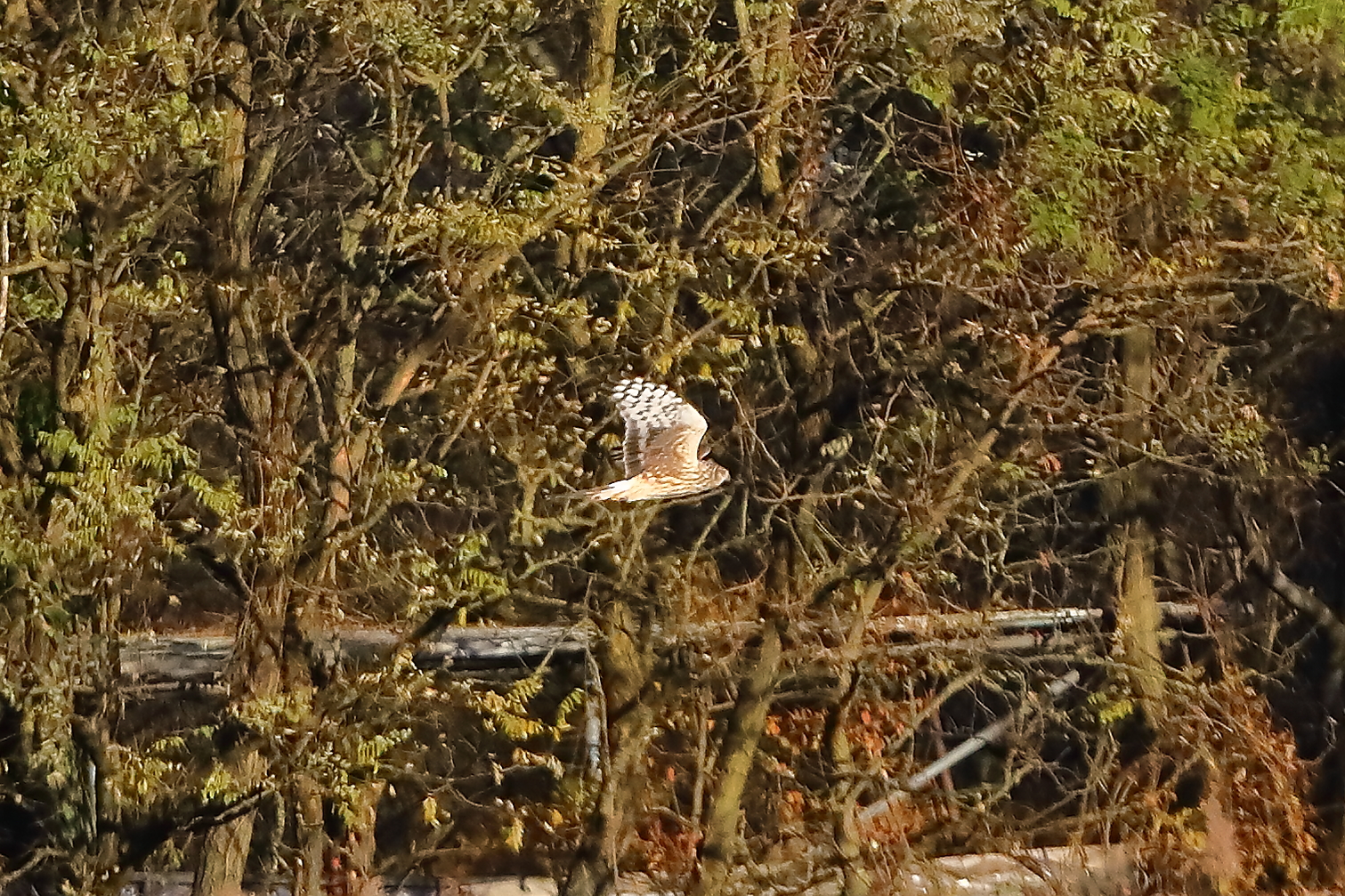 Hen Harrier 29-11-2023