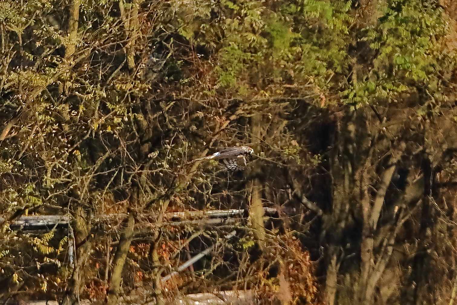 Hen Harrier 29-11-2023
