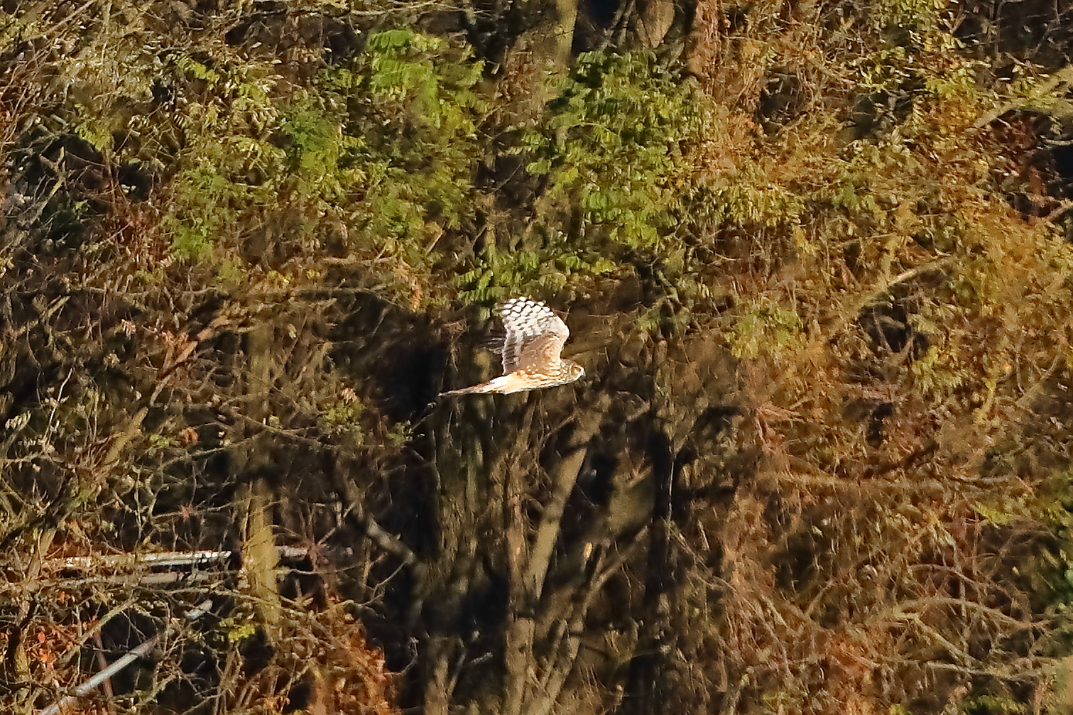 Hen Harrier 29-11-2023